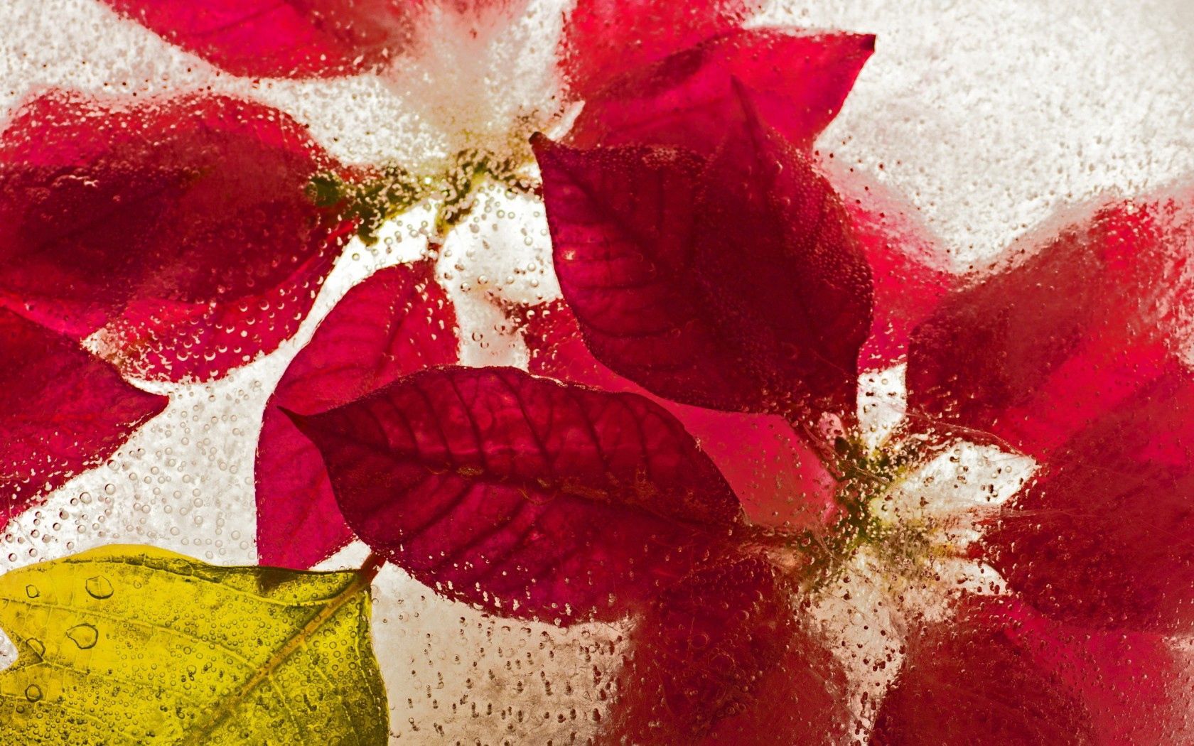 Handy-Wallpaper Blumen, Drops, Eis, Makro kostenlos herunterladen.