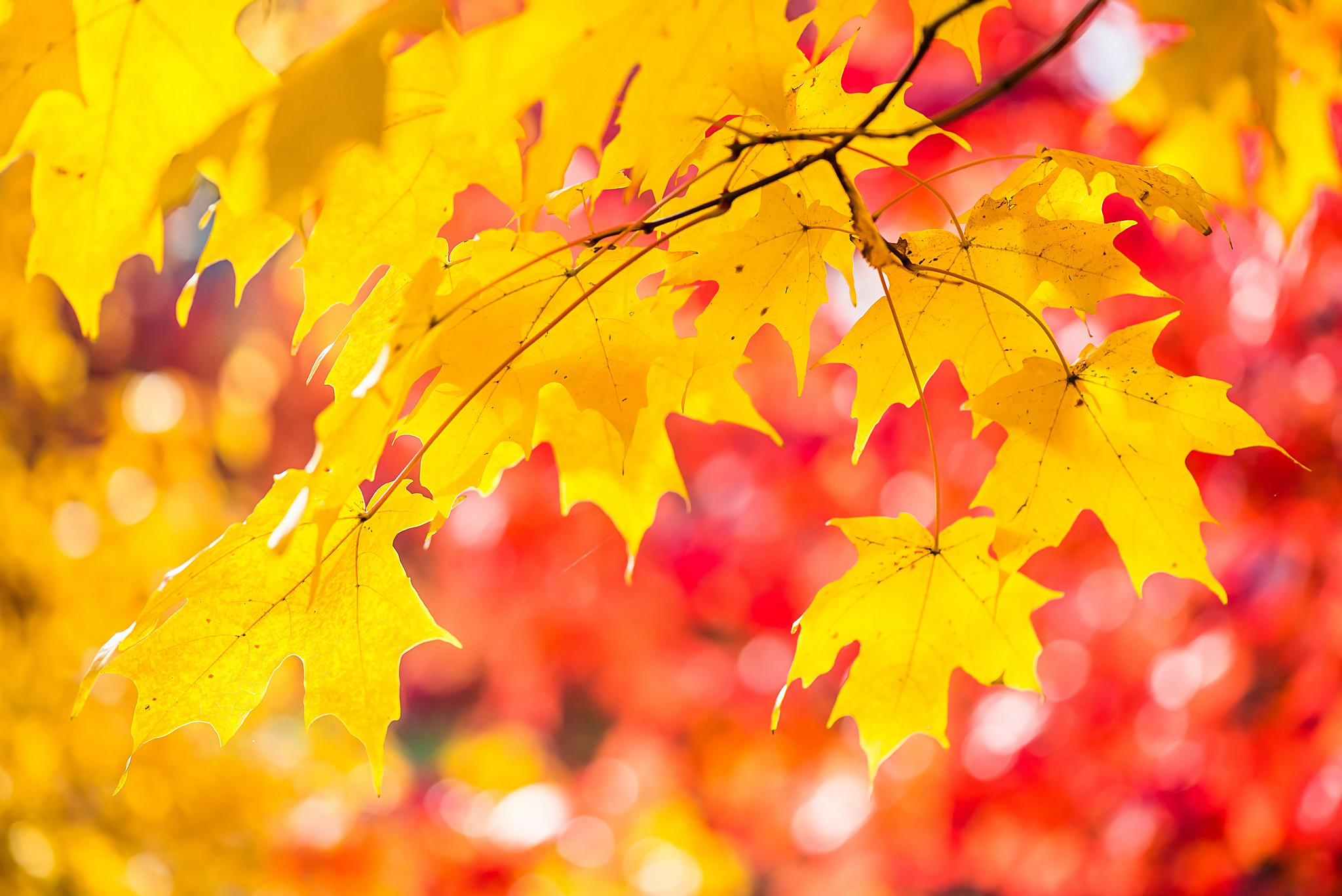 Скачать картинку Природа, Осень, Лист, Ветка, Боке, Кленовый Лист, Земля/природа в телефон бесплатно.