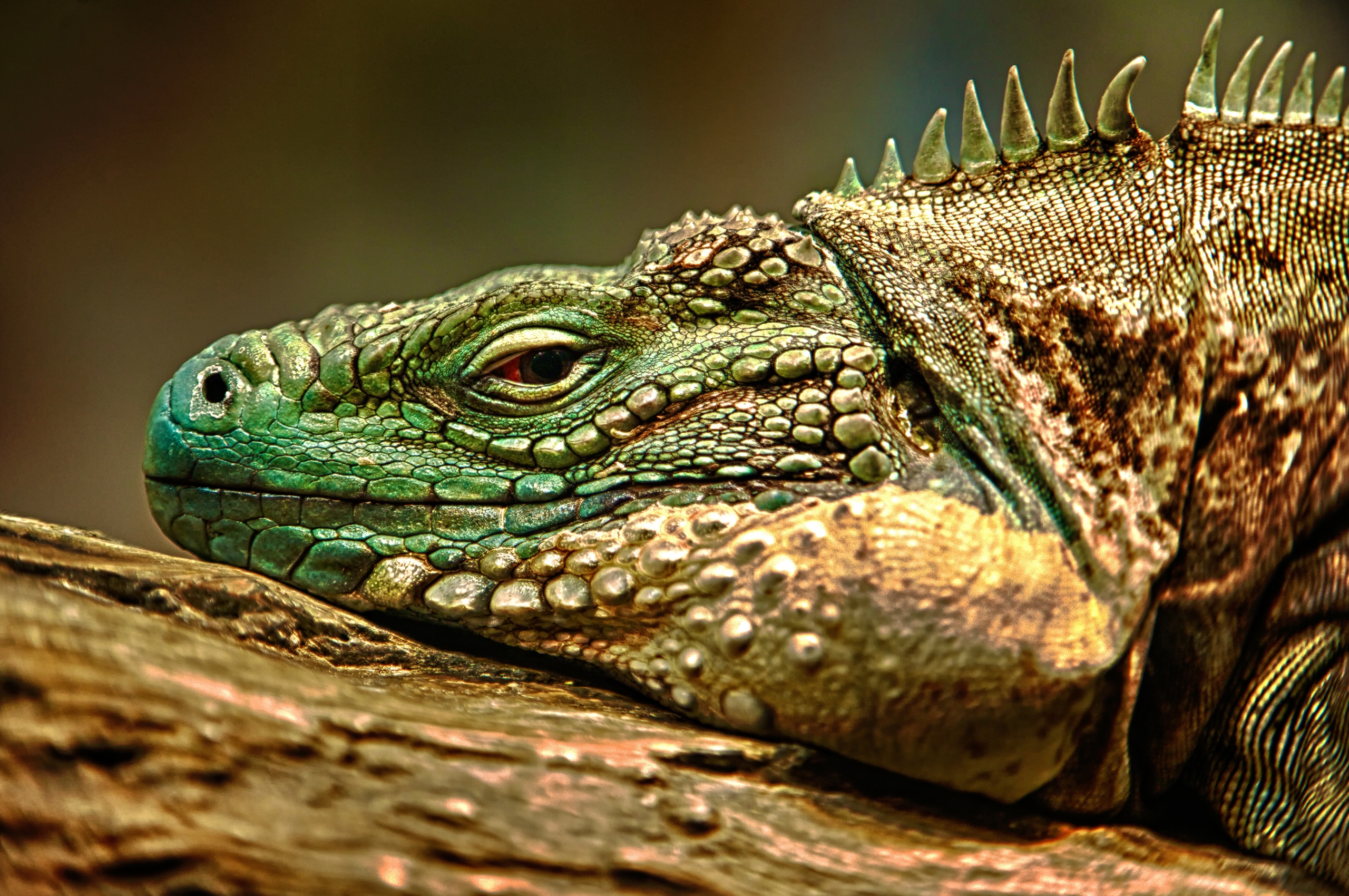 Download mobile wallpaper Muzzle, Reptile, Animals, To Lie Down, Lie, Iguana, Color for free.