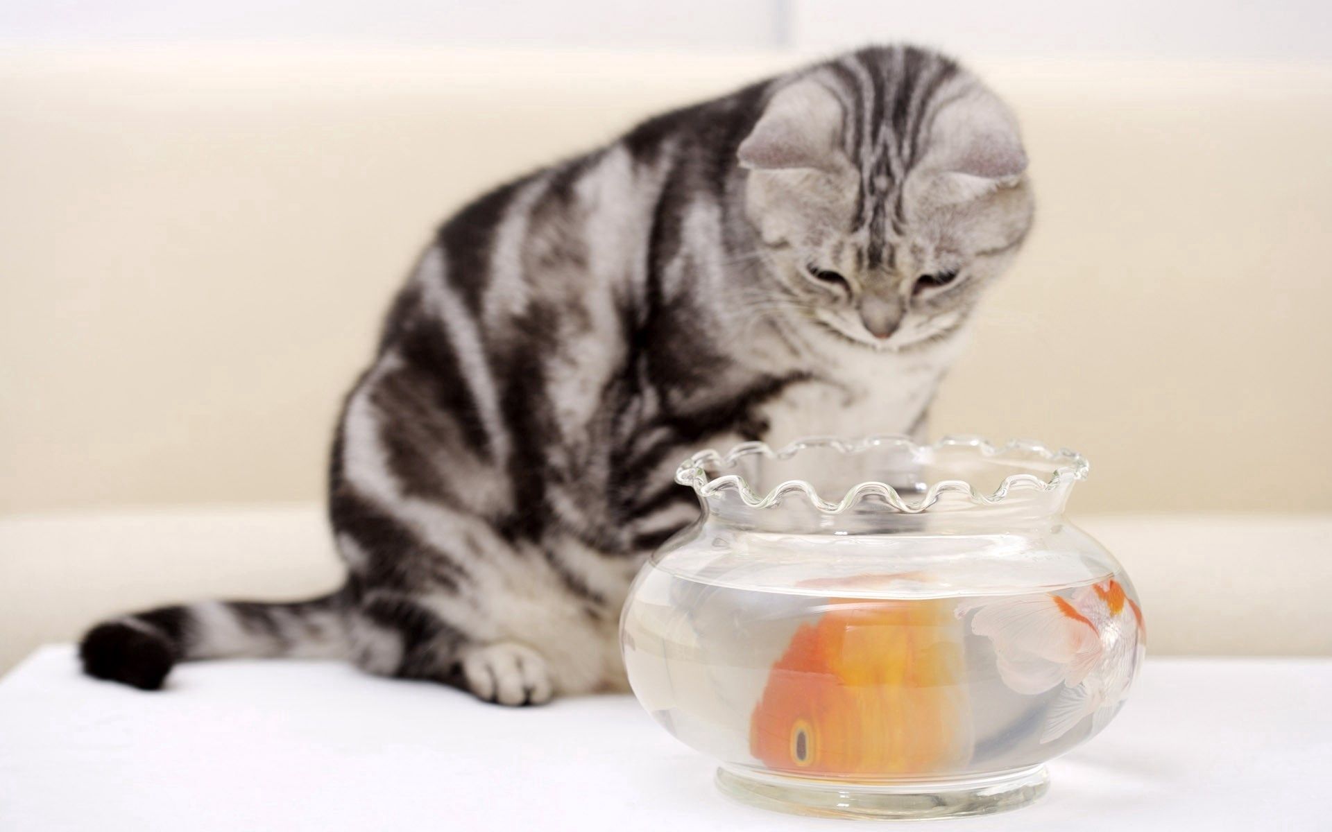 Laden Sie das Ein Fisch, Fisch, Hungrig, Der Kater, Aquarium, Tiere, Katze-Bild kostenlos auf Ihren PC-Desktop herunter