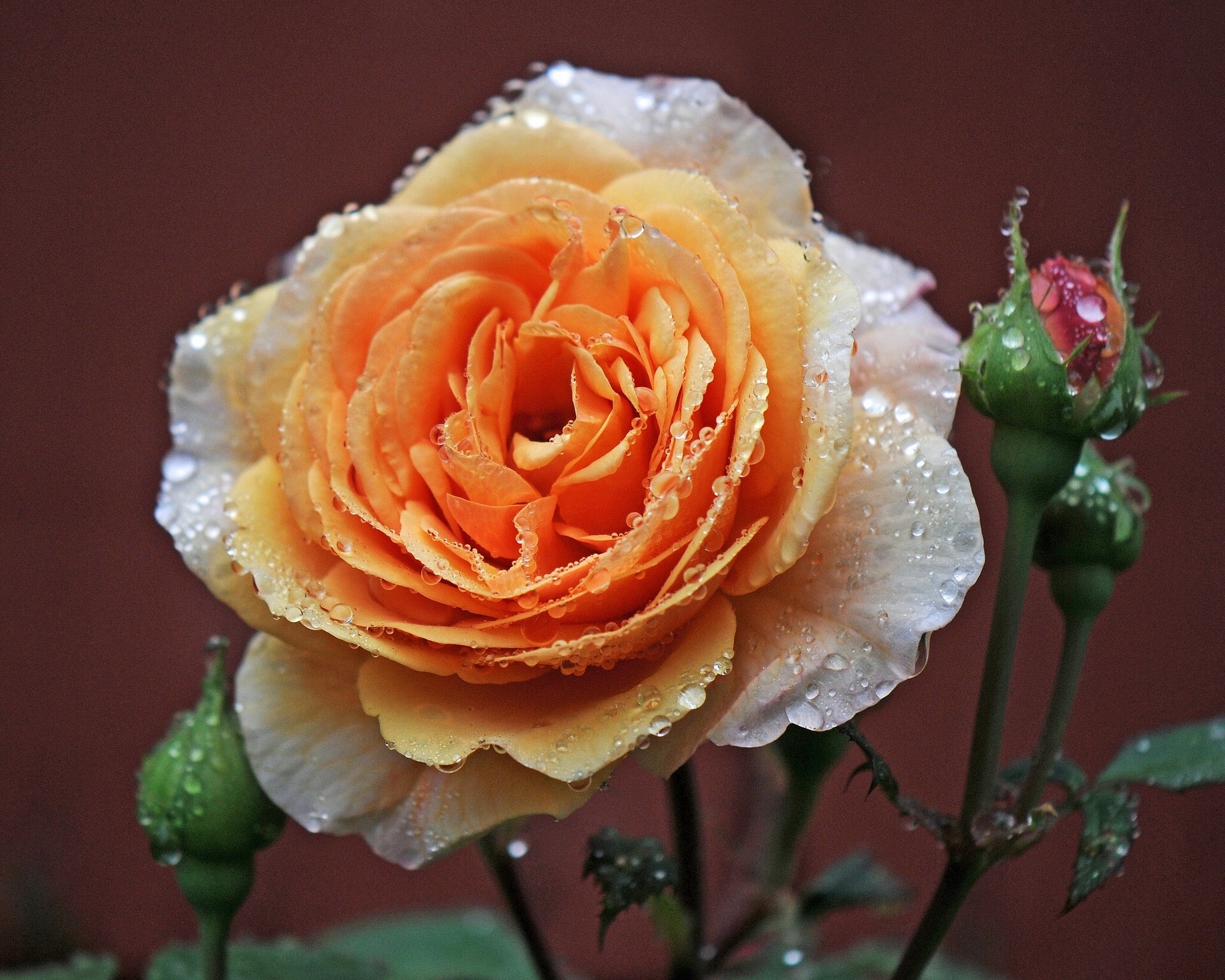Download mobile wallpaper Macro, Dew, Rose, Buds, Drops, Rose Flower for free.