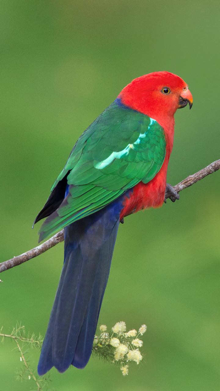 Download mobile wallpaper Birds, Bird, Branch, Animal, Parrot, King Parrot, Australian King Parrot for free.