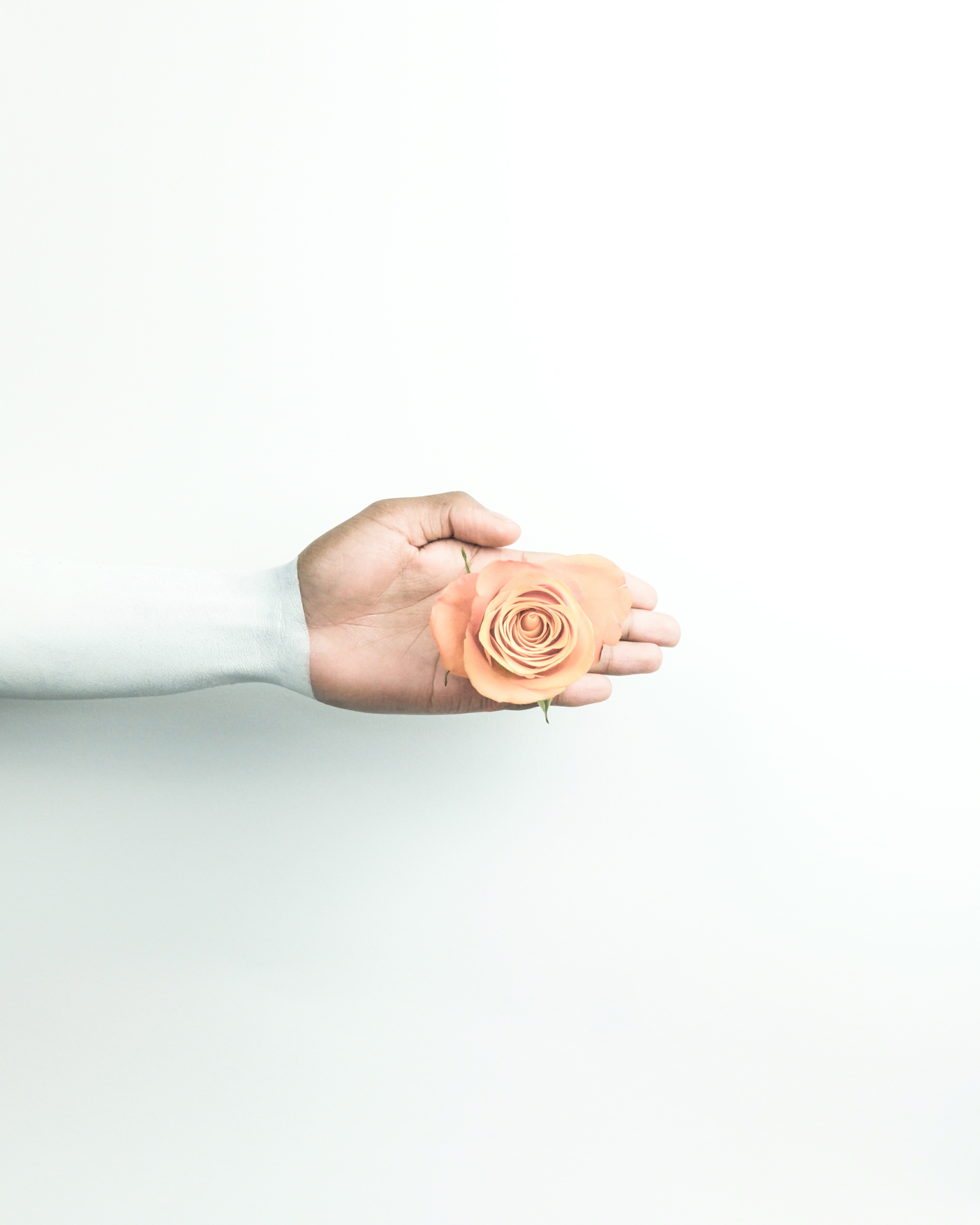 Free download wallpaper Hand, Flower, Rose Flower, Rose, Wall, Minimalism on your PC desktop