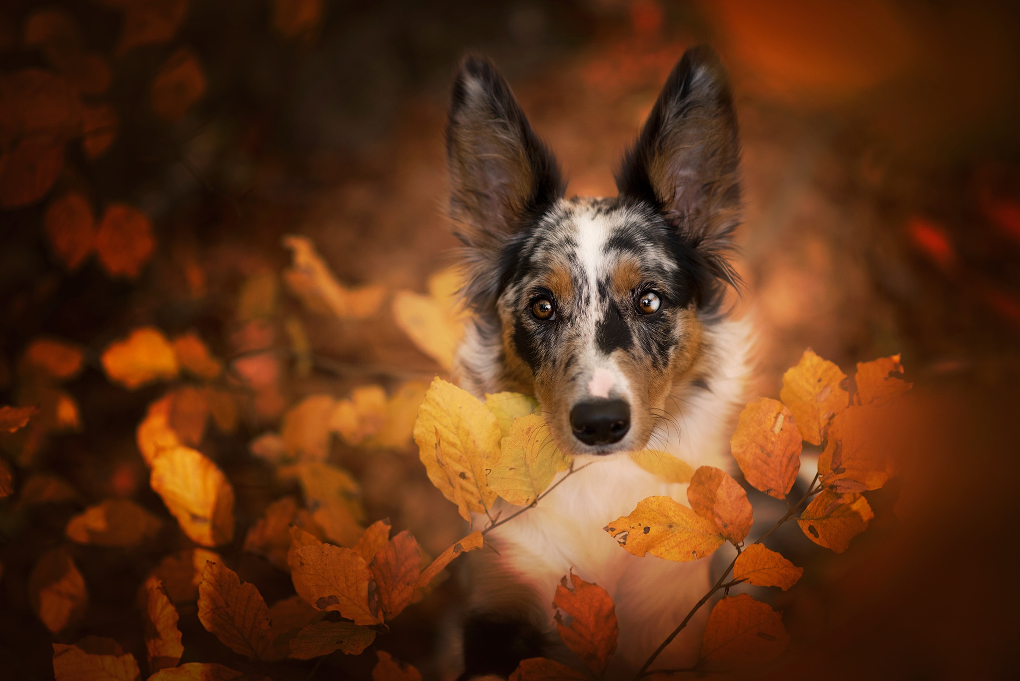 PCデスクトップに動物, 秋, 葉, 犬, ボーダーコリー画像を無料でダウンロード