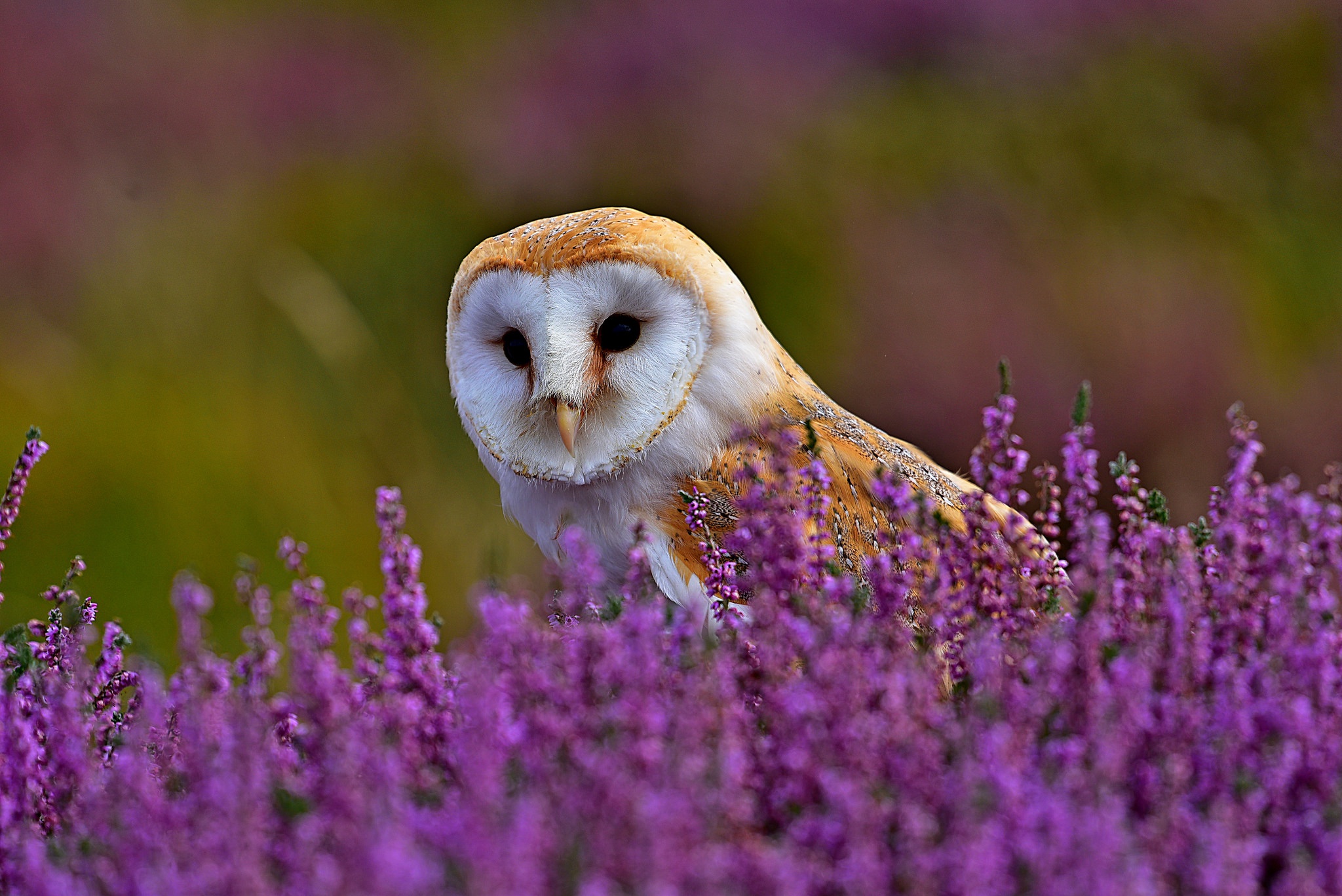 Download mobile wallpaper Birds, Owl, Bird, Animal, Lavender, Barn Owl, Purple Flower for free.