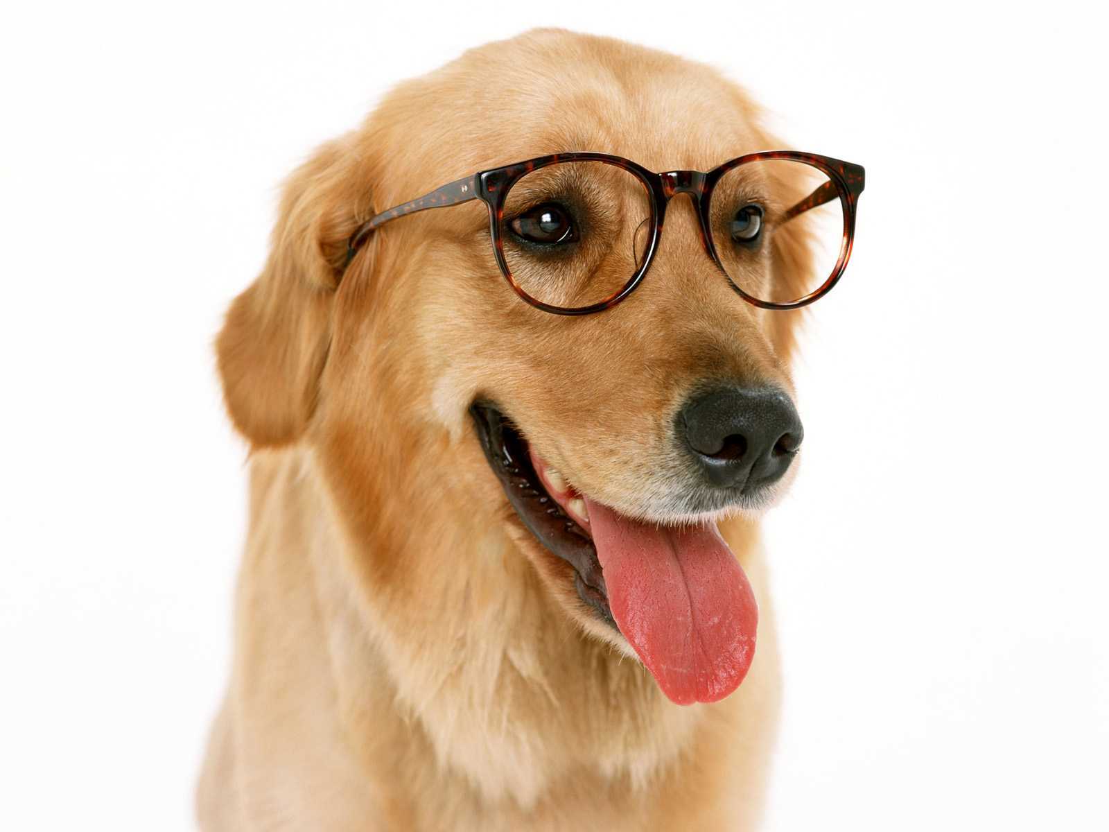 Free download wallpaper Dog, Glasses, Humor on your PC desktop