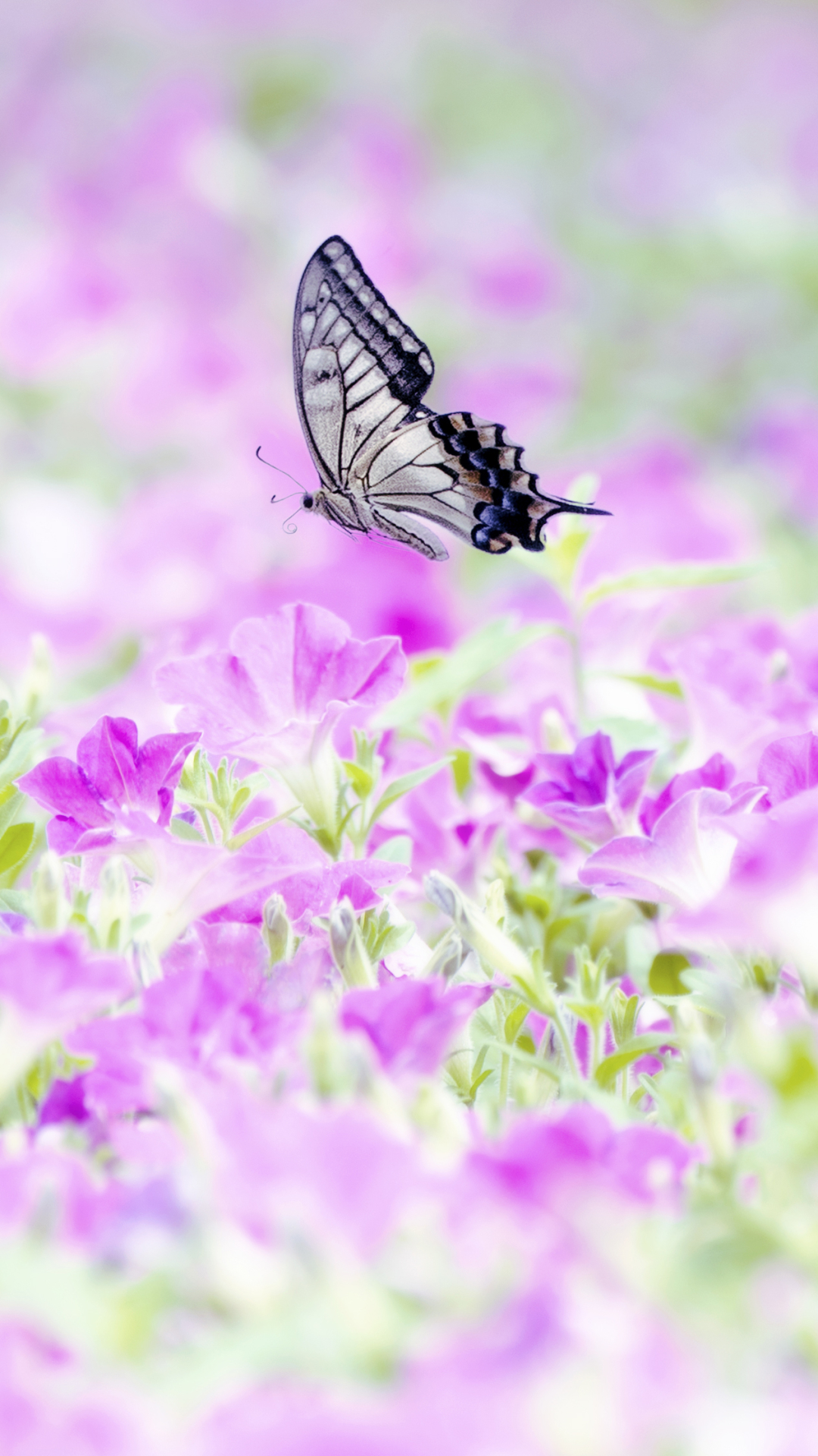 1355936 скачать обои природа, животные, бабочка, цветок, петуния - заставки и картинки бесплатно