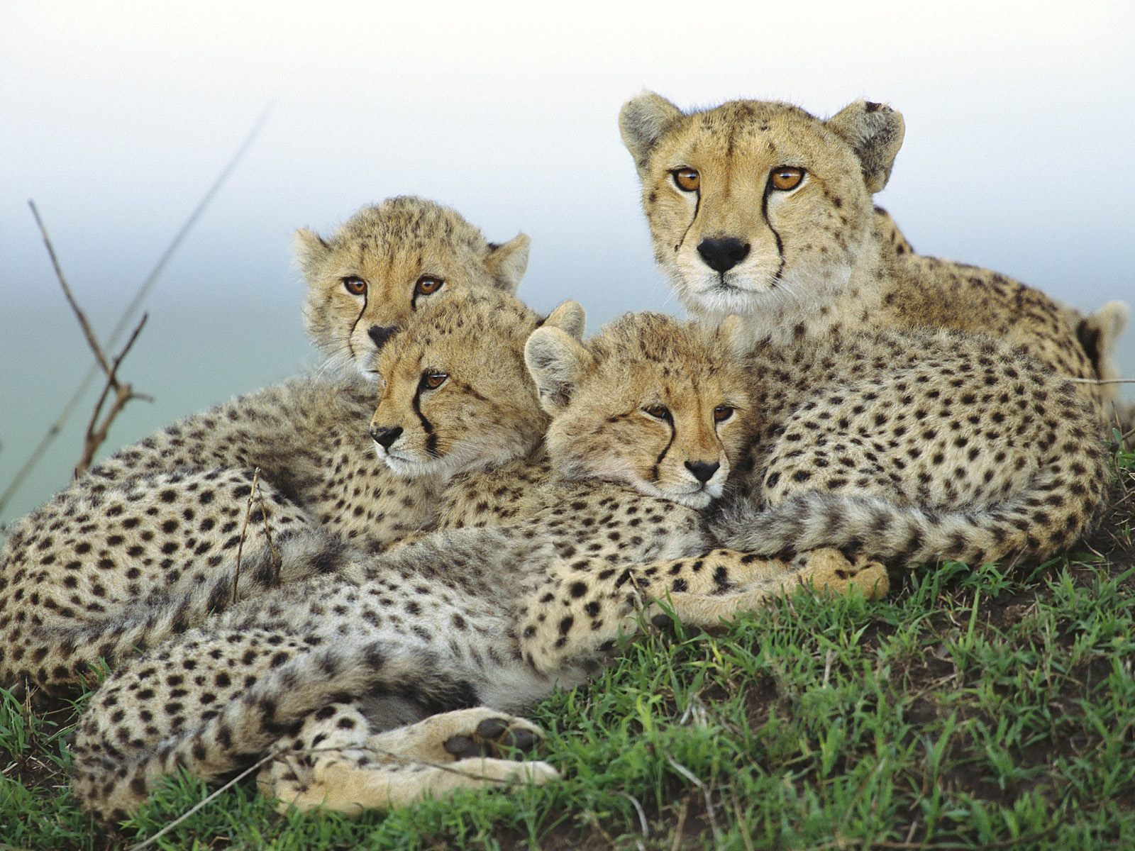 Download mobile wallpaper Cheetah, Cats, Animal for free.