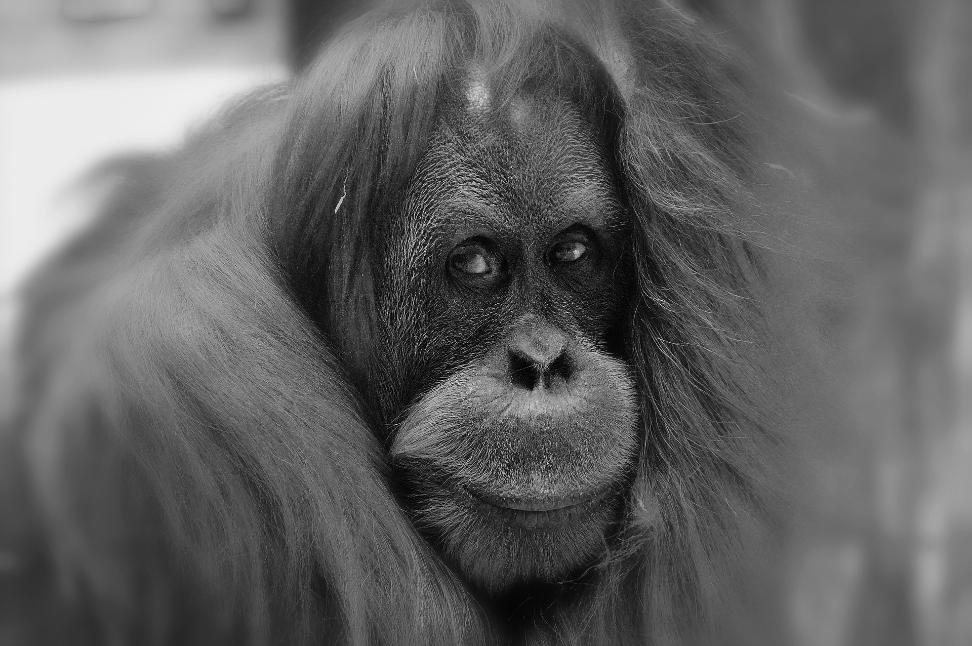 Free download wallpaper Monkeys, Animal, Orangutan, Black & White on your PC desktop