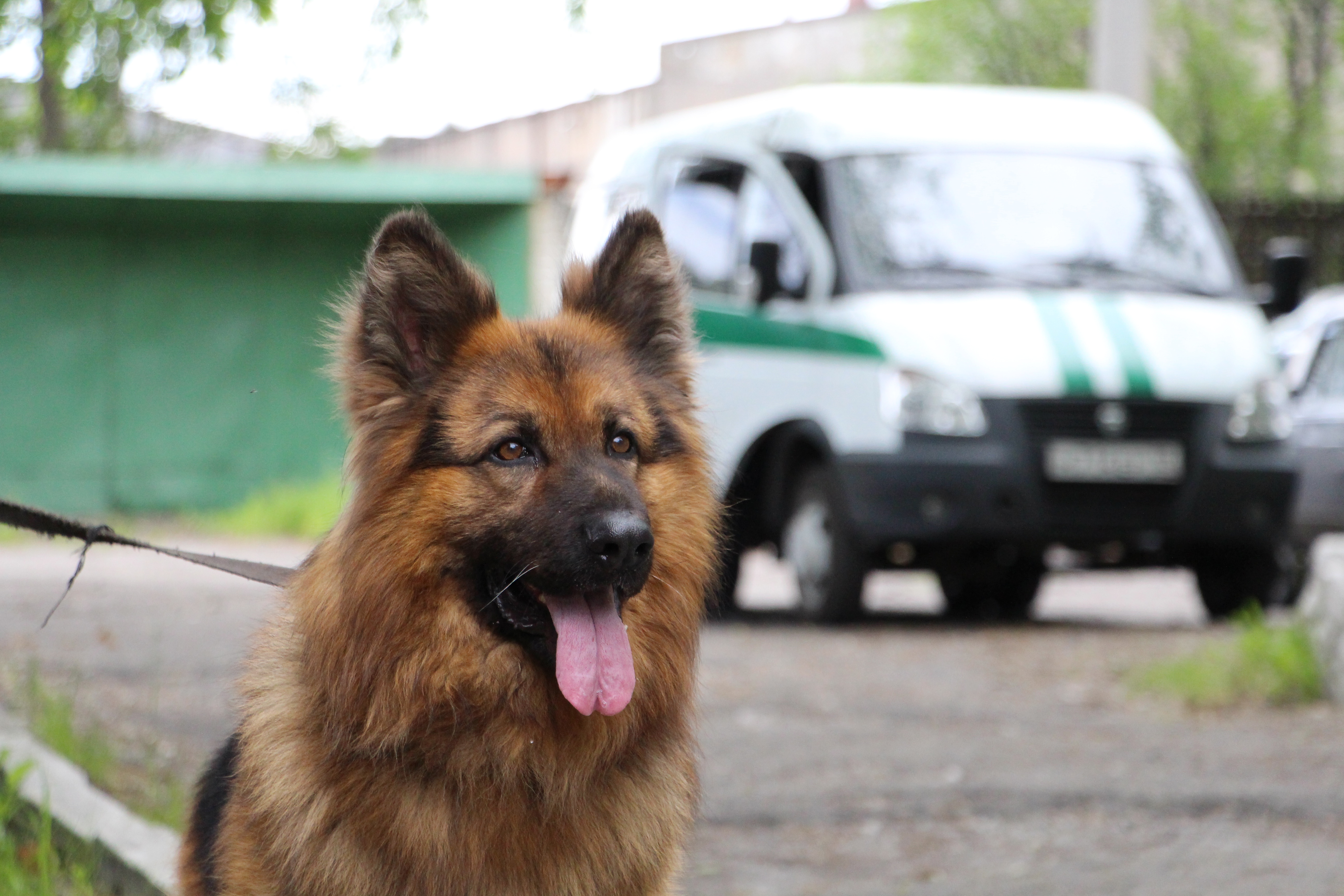 Baixar papel de parede para celular de Animais, Cães, Pastor Alemão gratuito.