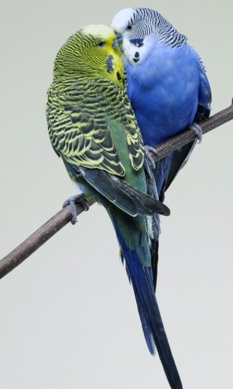 Descarga gratuita de fondo de pantalla para móvil de Animales, Pájaro, Periquito, Aves, Ave.