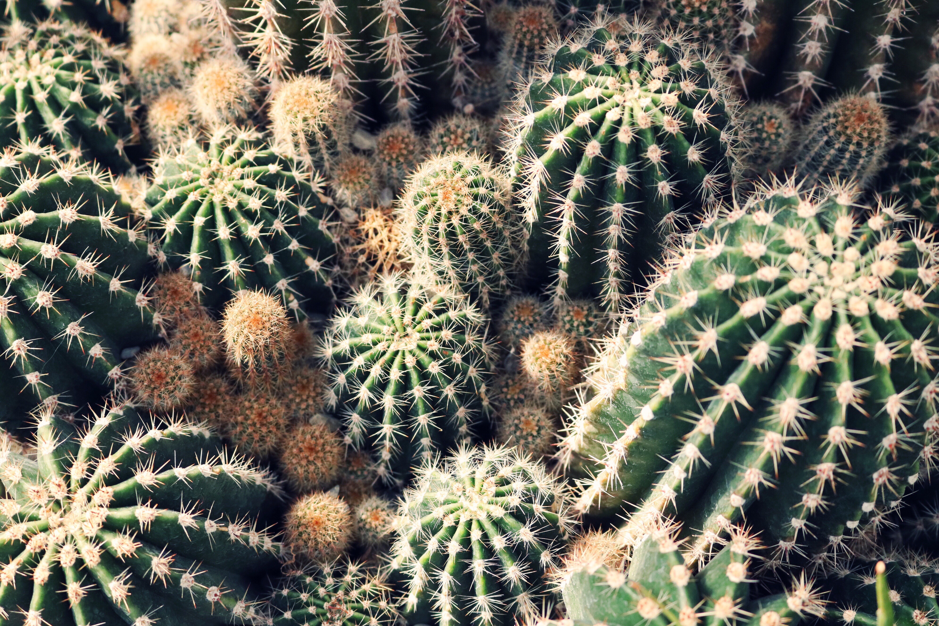 Descarga gratuita de fondo de pantalla para móvil de Cactus, Tierra/naturaleza.