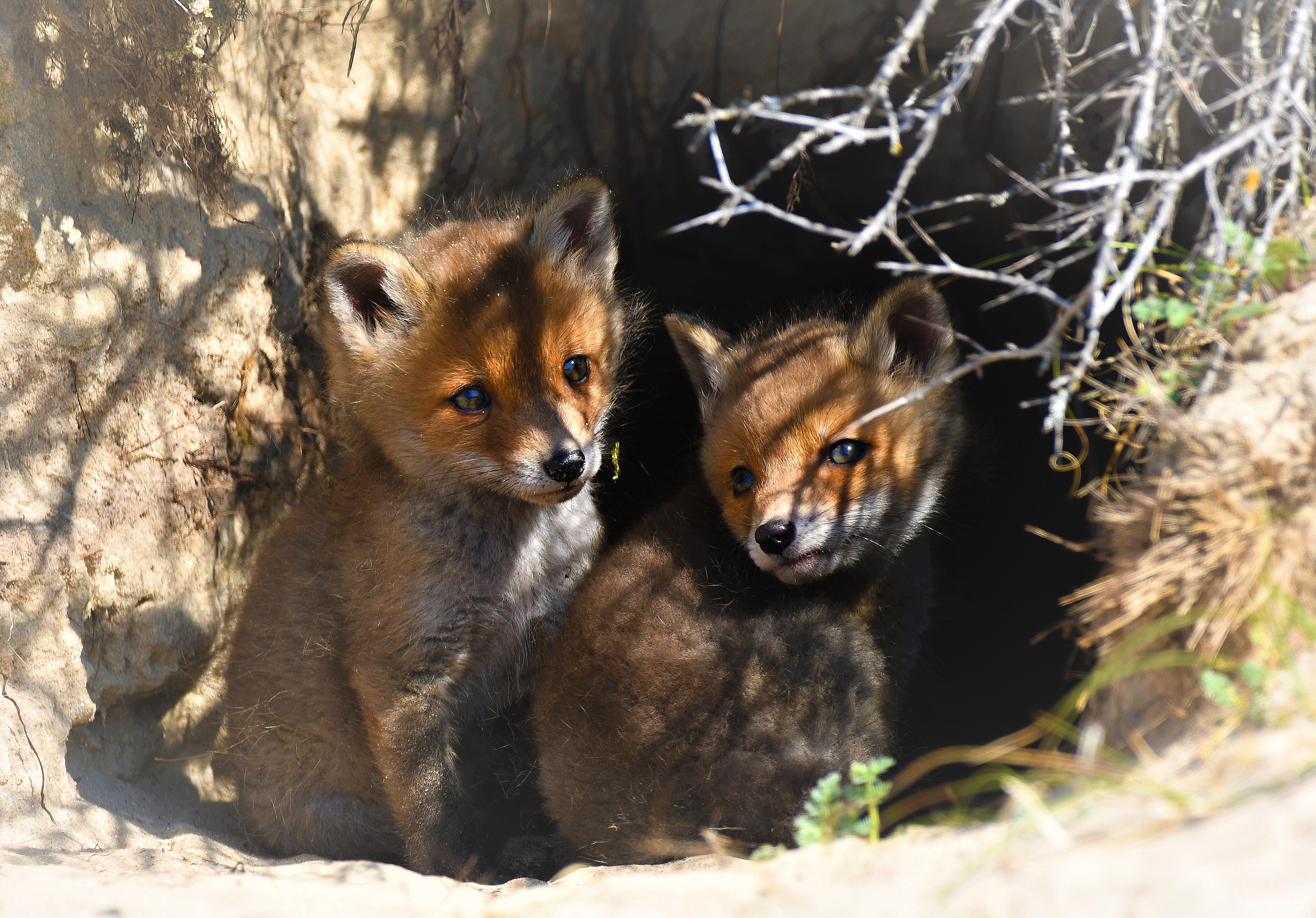 Laden Sie das Tiere, Fuchs, Tierbaby, Jungtier-Bild kostenlos auf Ihren PC-Desktop herunter