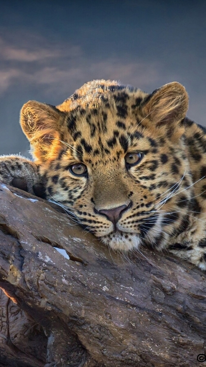 Baixar papel de parede para celular de Animais, Gatos, Leopardo gratuito.