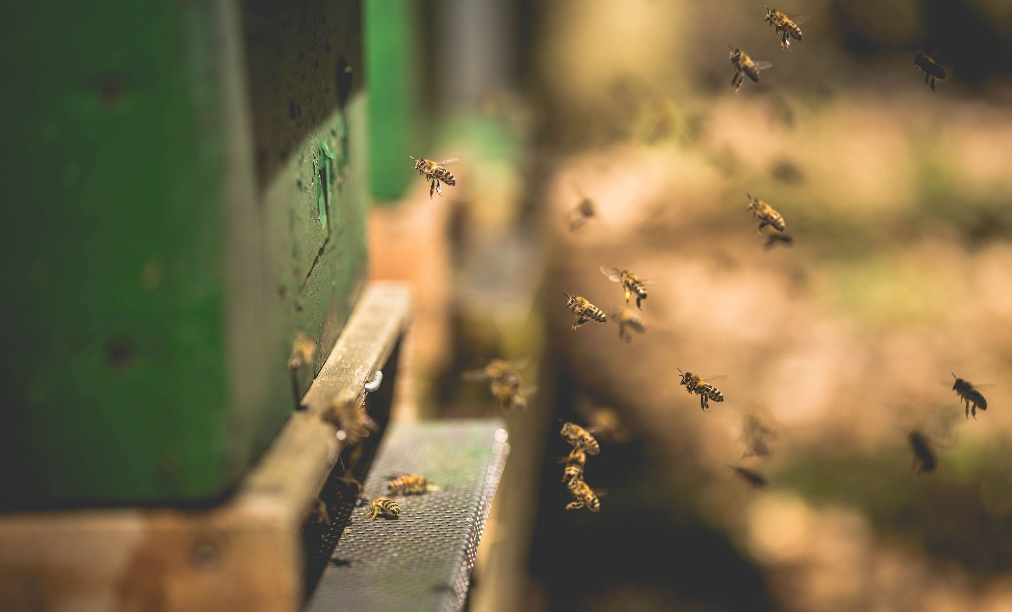 Скачать обои бесплатно Животные, Насекомые, Насекомое, Пчела, Боке картинка на рабочий стол ПК