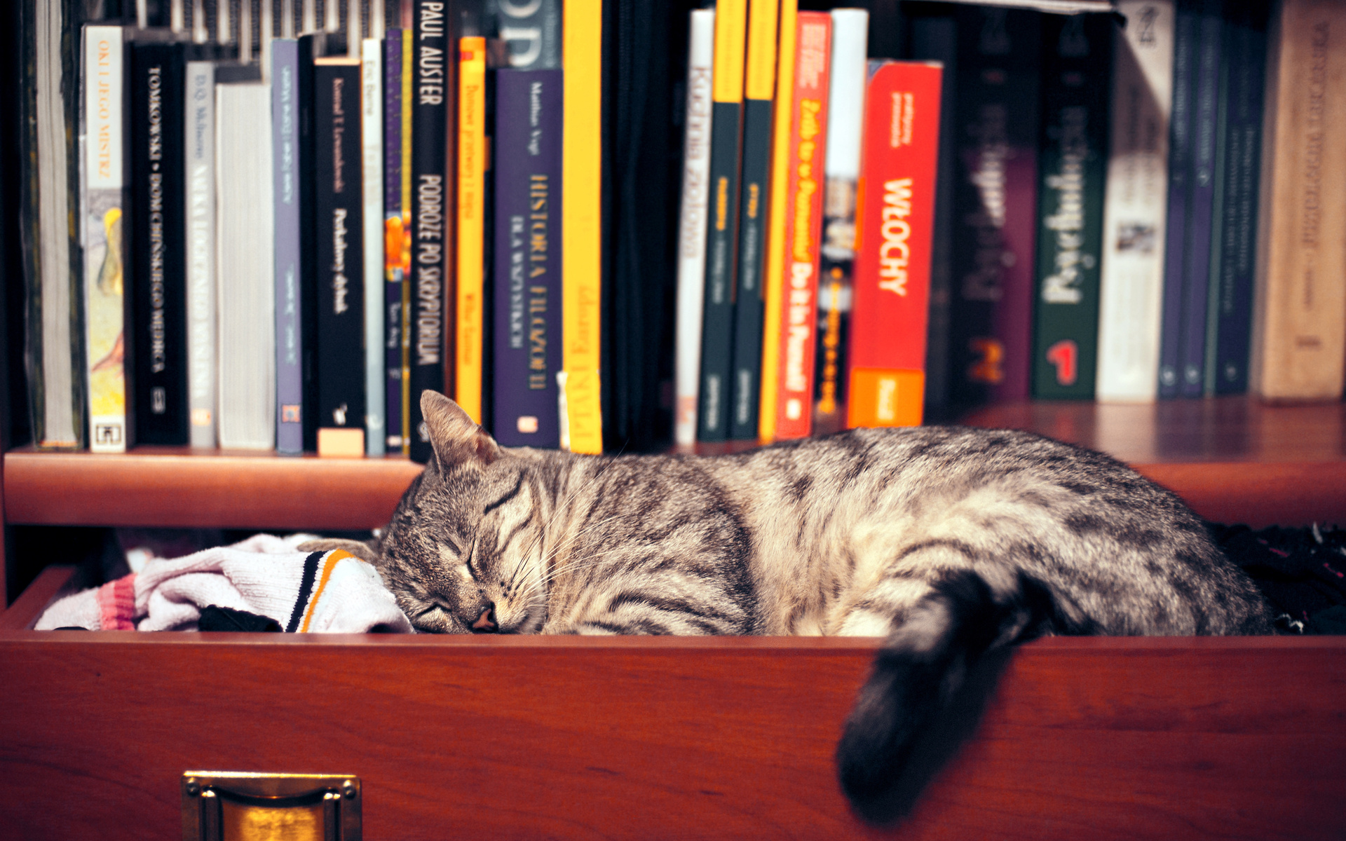Download mobile wallpaper Sleeping, Book, Cat, Cats, Animal, Cute for free.