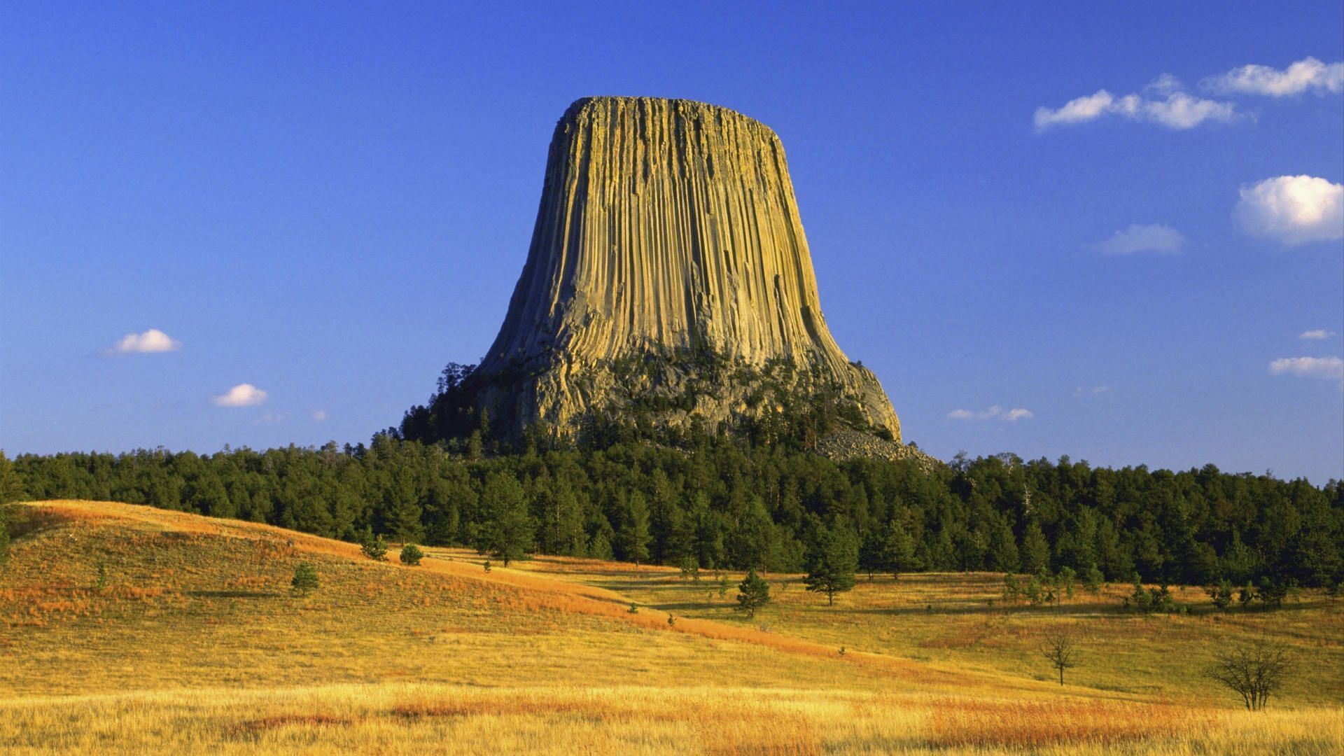 tree, devils tower, earth, cliff, mountains