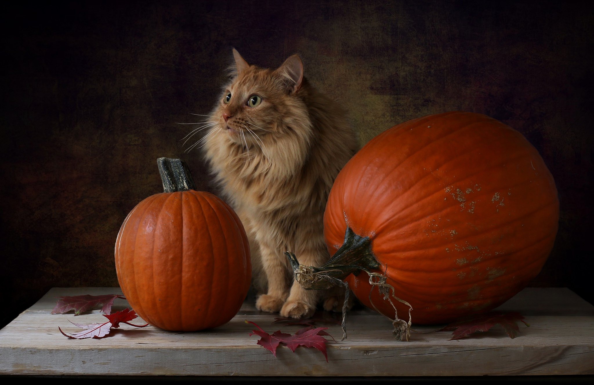 Free download wallpaper Cats, Pumpkin, Cat, Animal on your PC desktop