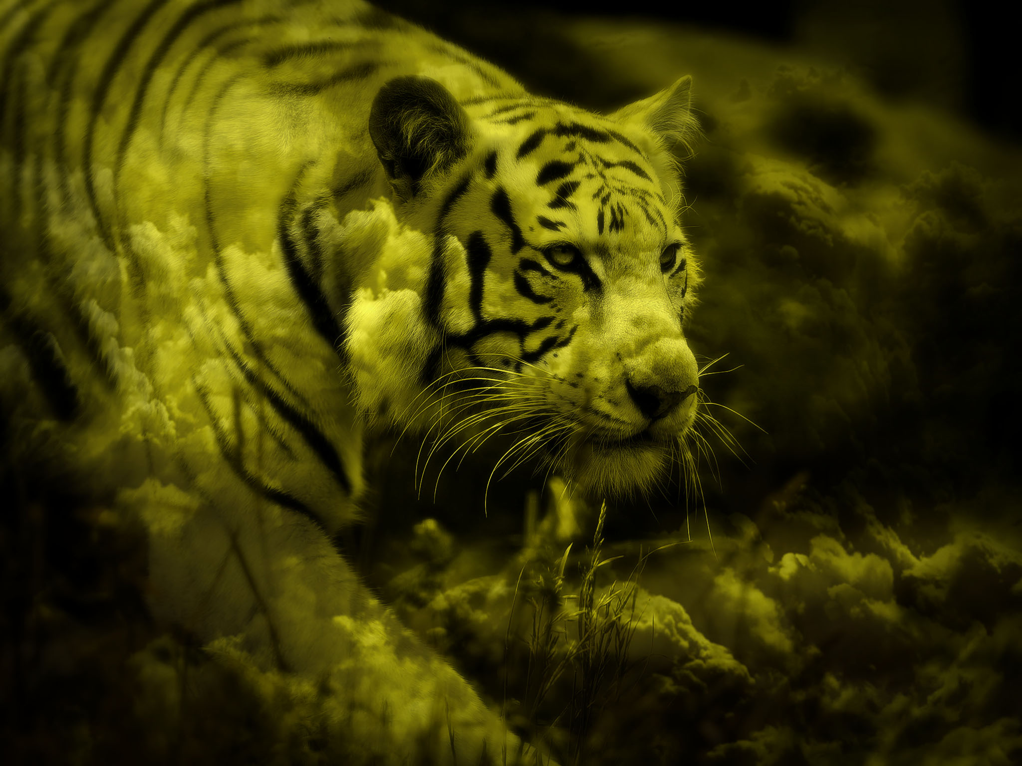 Завантажити шпалери безкоштовно Тварина, Коти, Білий Тигр картинка на робочий стіл ПК