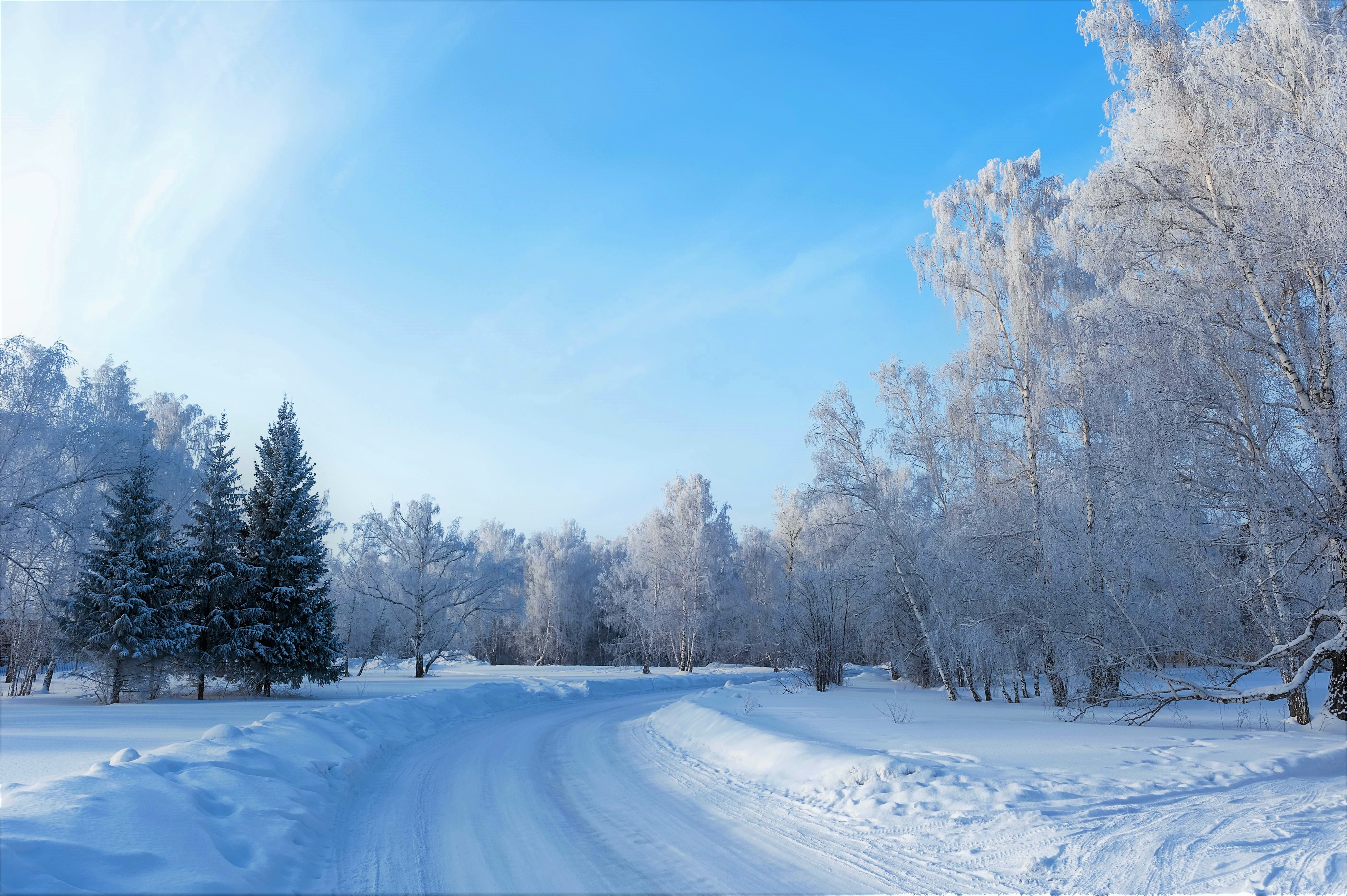Завантажити шпалери безкоштовно Зима, Сніг, Ліс, Дерево, Земля картинка на робочий стіл ПК