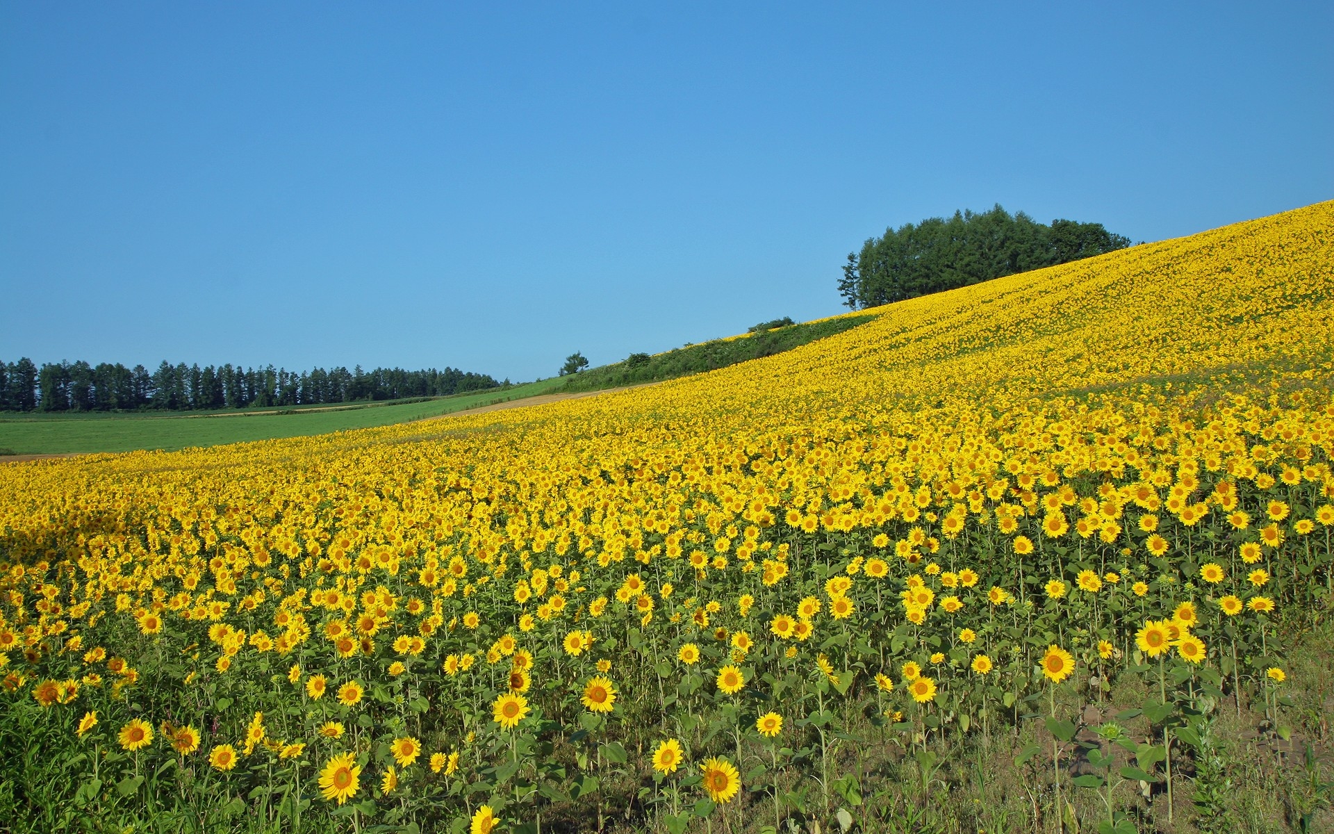 Download mobile wallpaper Sunflower, Flowers, Field, Flower, Earth for free.