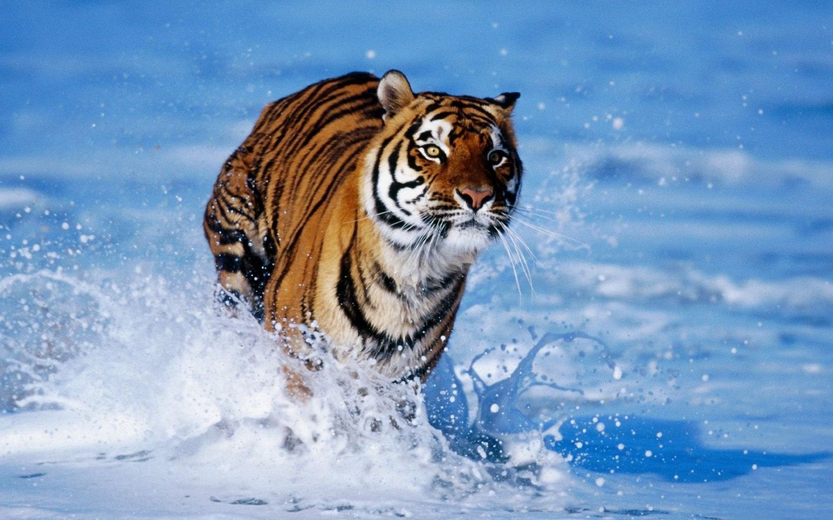 151983 baixar papel de parede animais, neve, tigre, espuma, quicar, saltar - protetores de tela e imagens gratuitamente