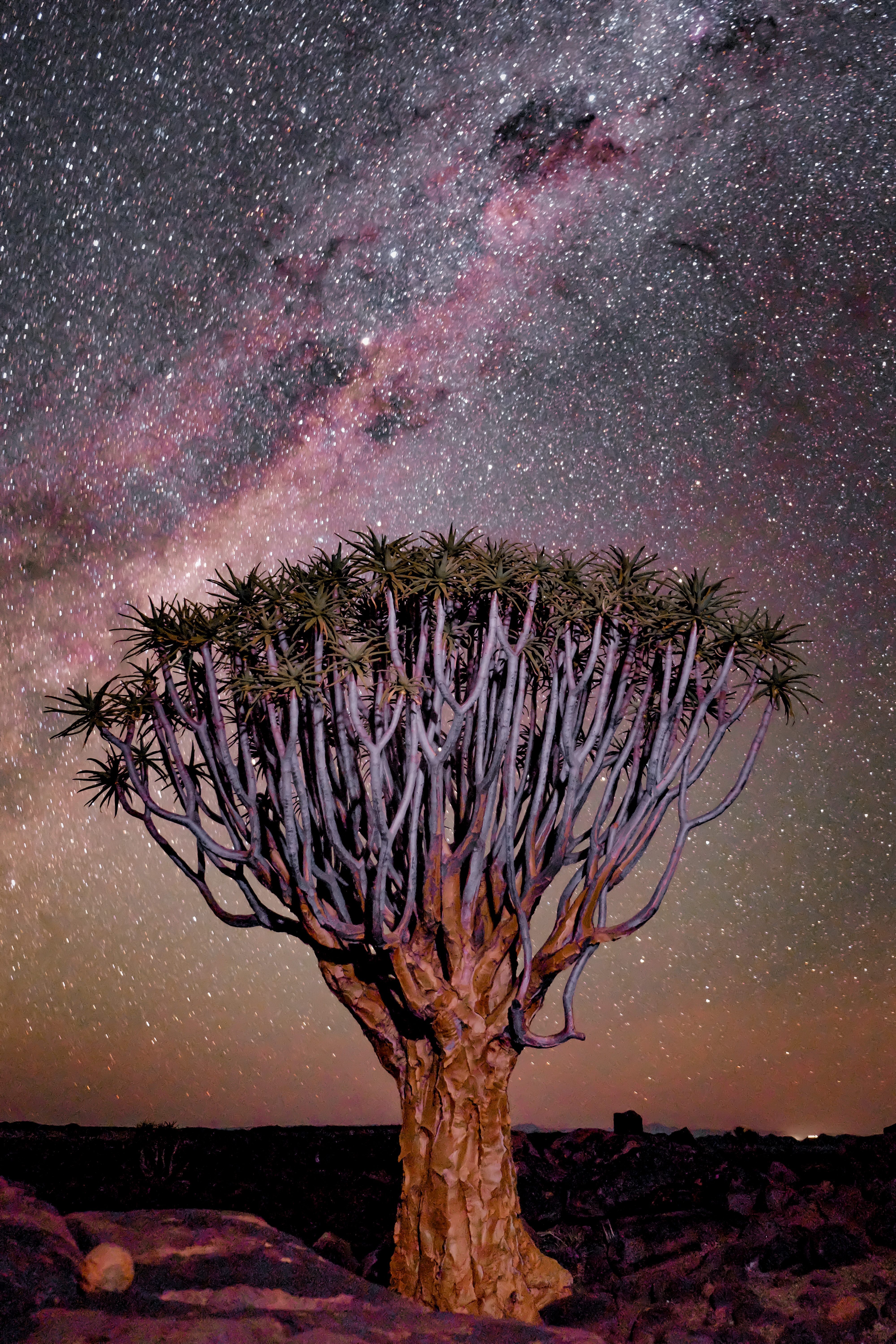 Free download wallpaper Africa, Tree, Wood, Desert, Nature, Starry Sky, Night on your PC desktop