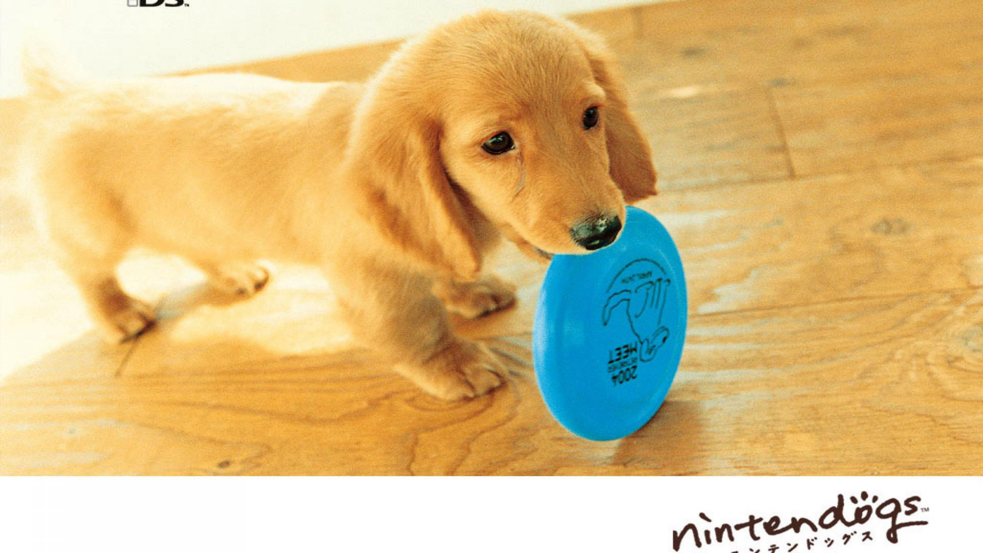 Laden Sie Nintendogs: Beste Freunde HD-Desktop-Hintergründe herunter