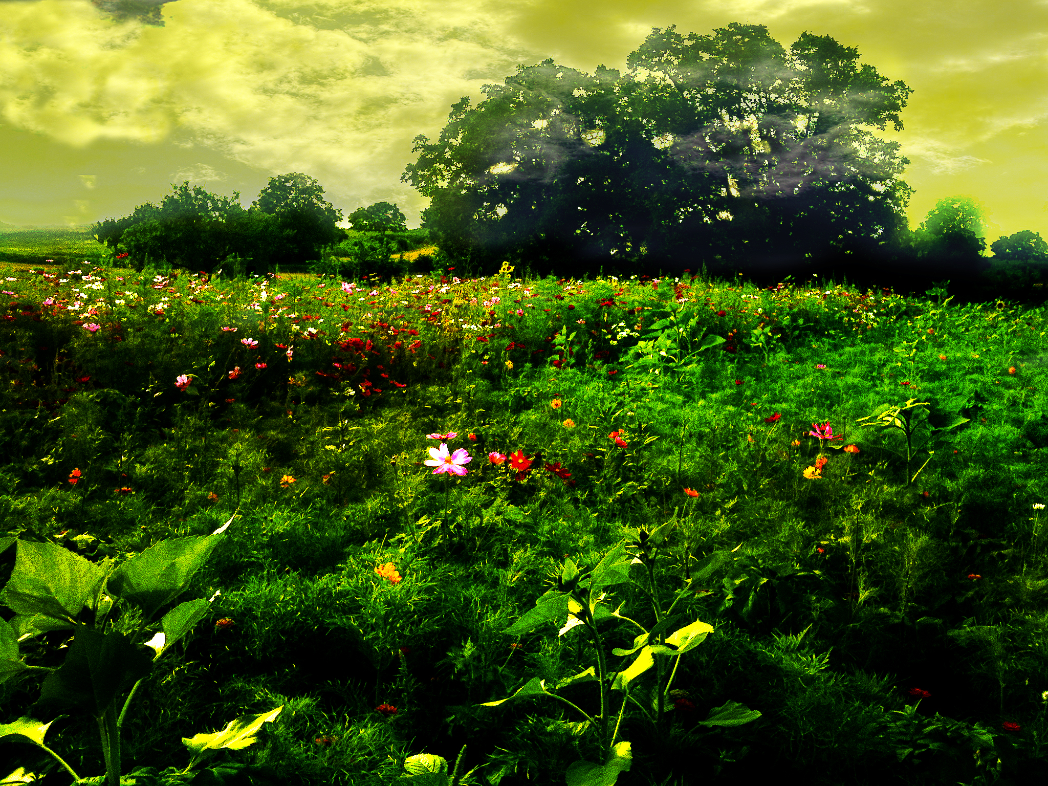 Free download wallpaper Flowers, Flower, Earth on your PC desktop