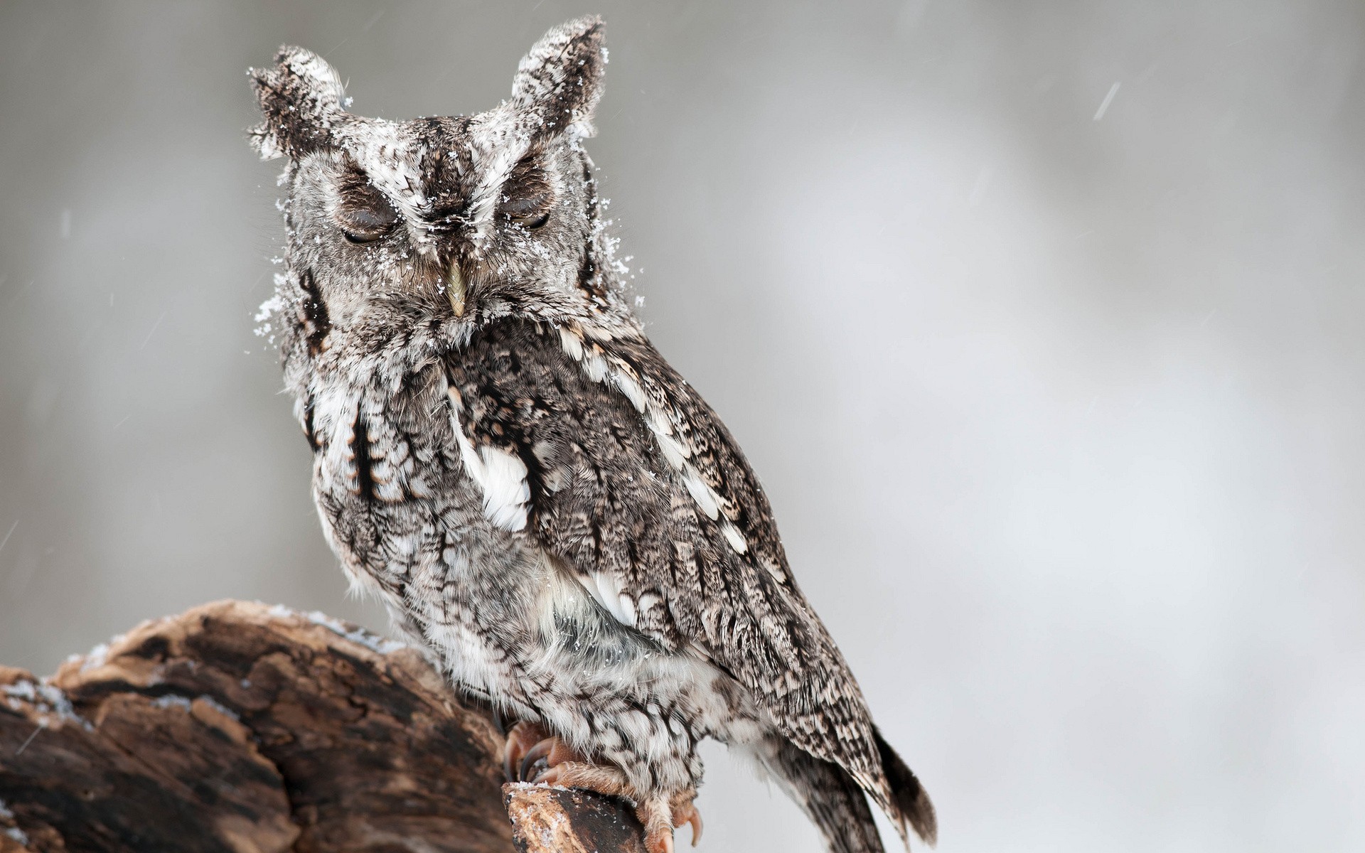 Download mobile wallpaper Winter, Birds, Owl, Snow, Animal, Owlet for free.