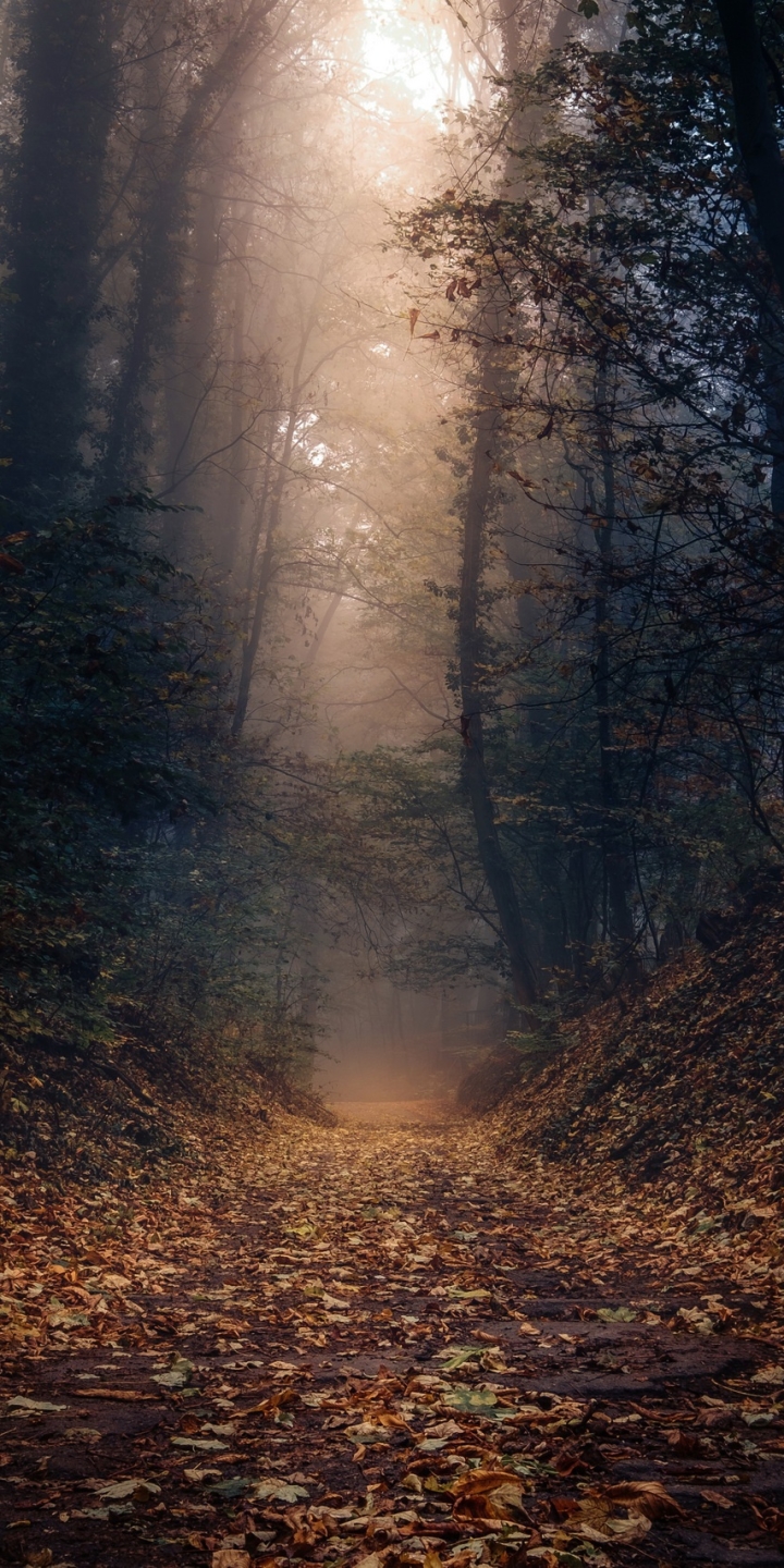 Download mobile wallpaper Nature, Forest, Fall, Earth, Path for free.
