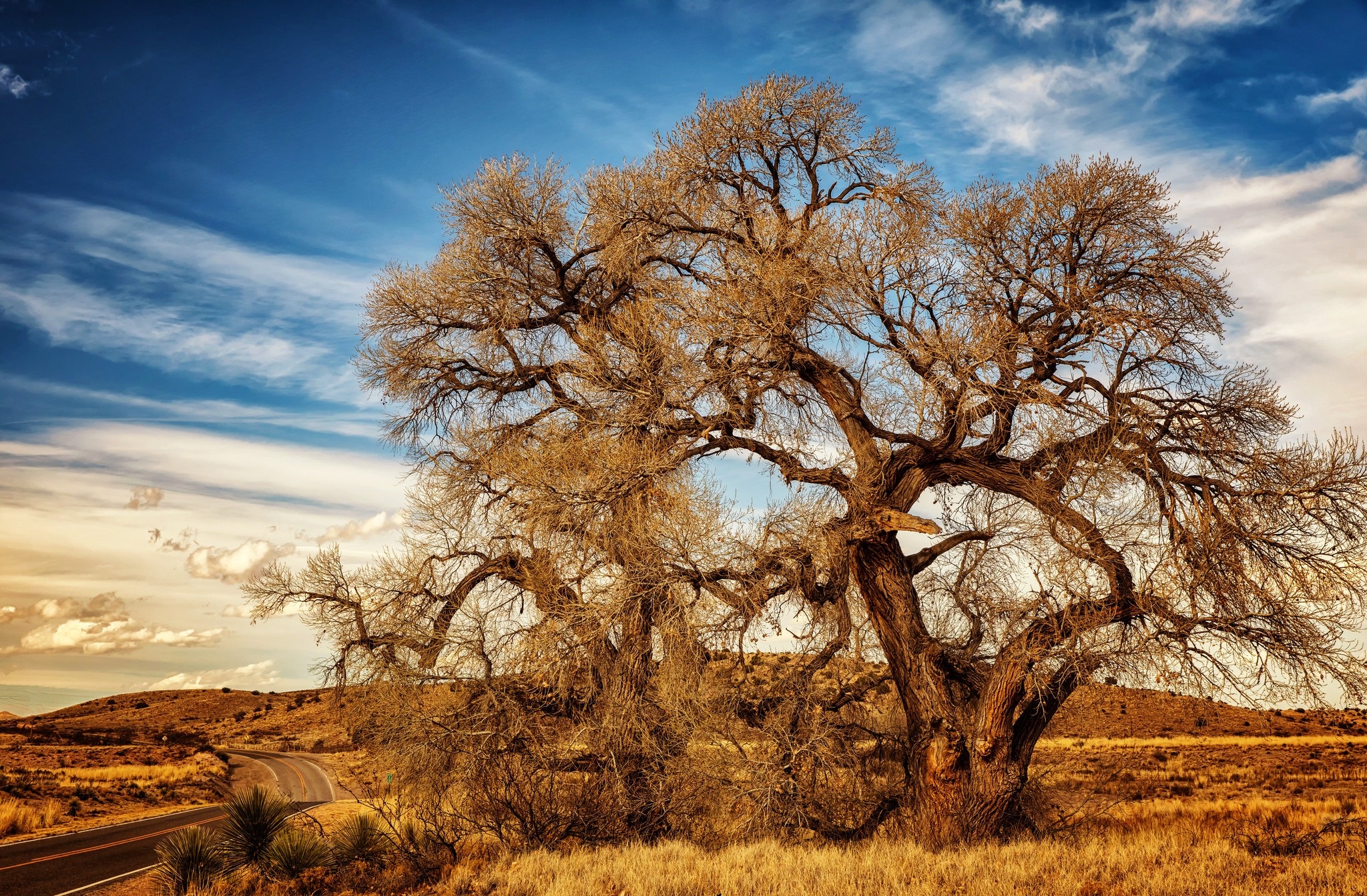 Descarga gratis la imagen Naturaleza, Árboles, Árbol, Tierra/naturaleza en el escritorio de tu PC