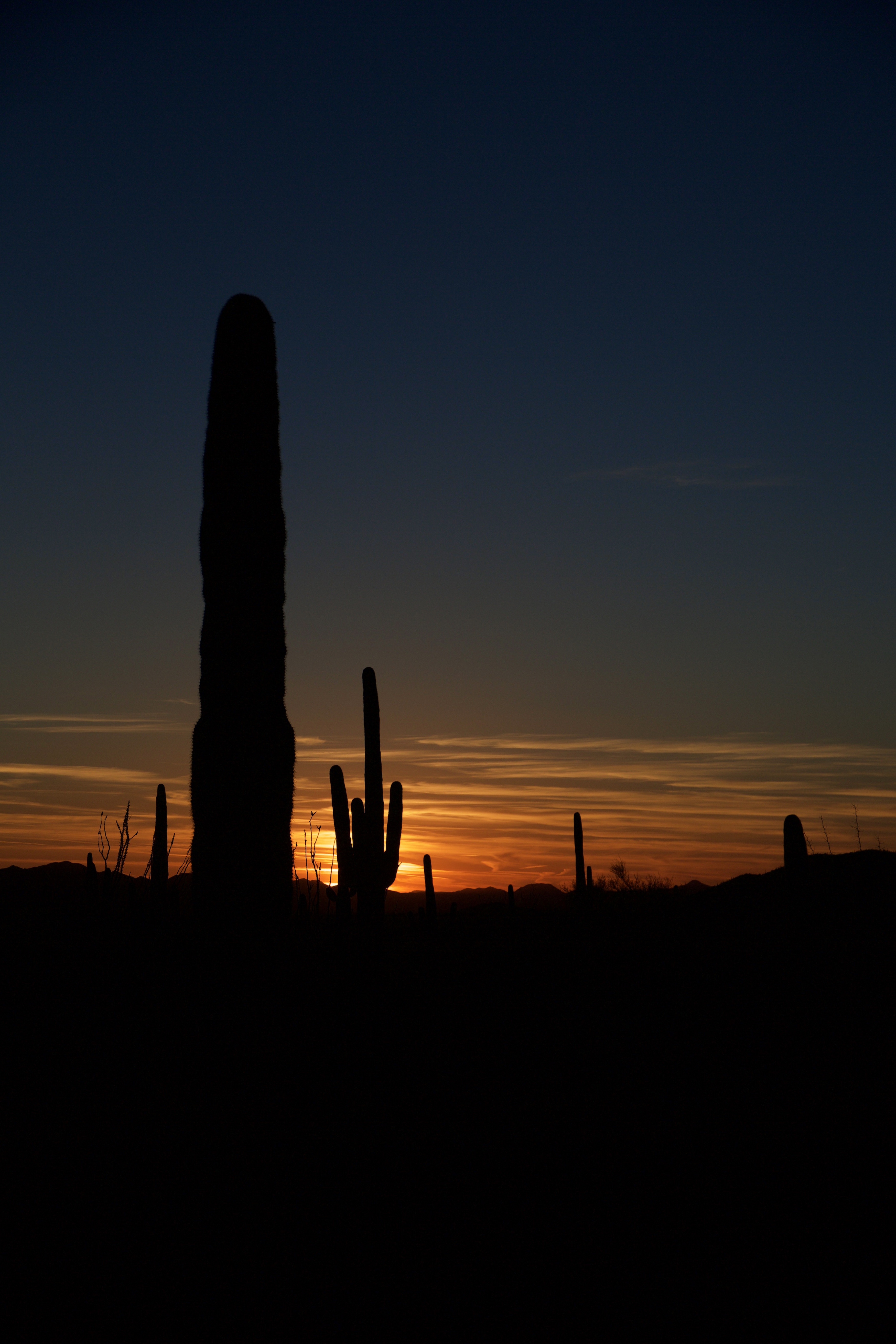 cactuses, night, dark, outlines, darkness, valley