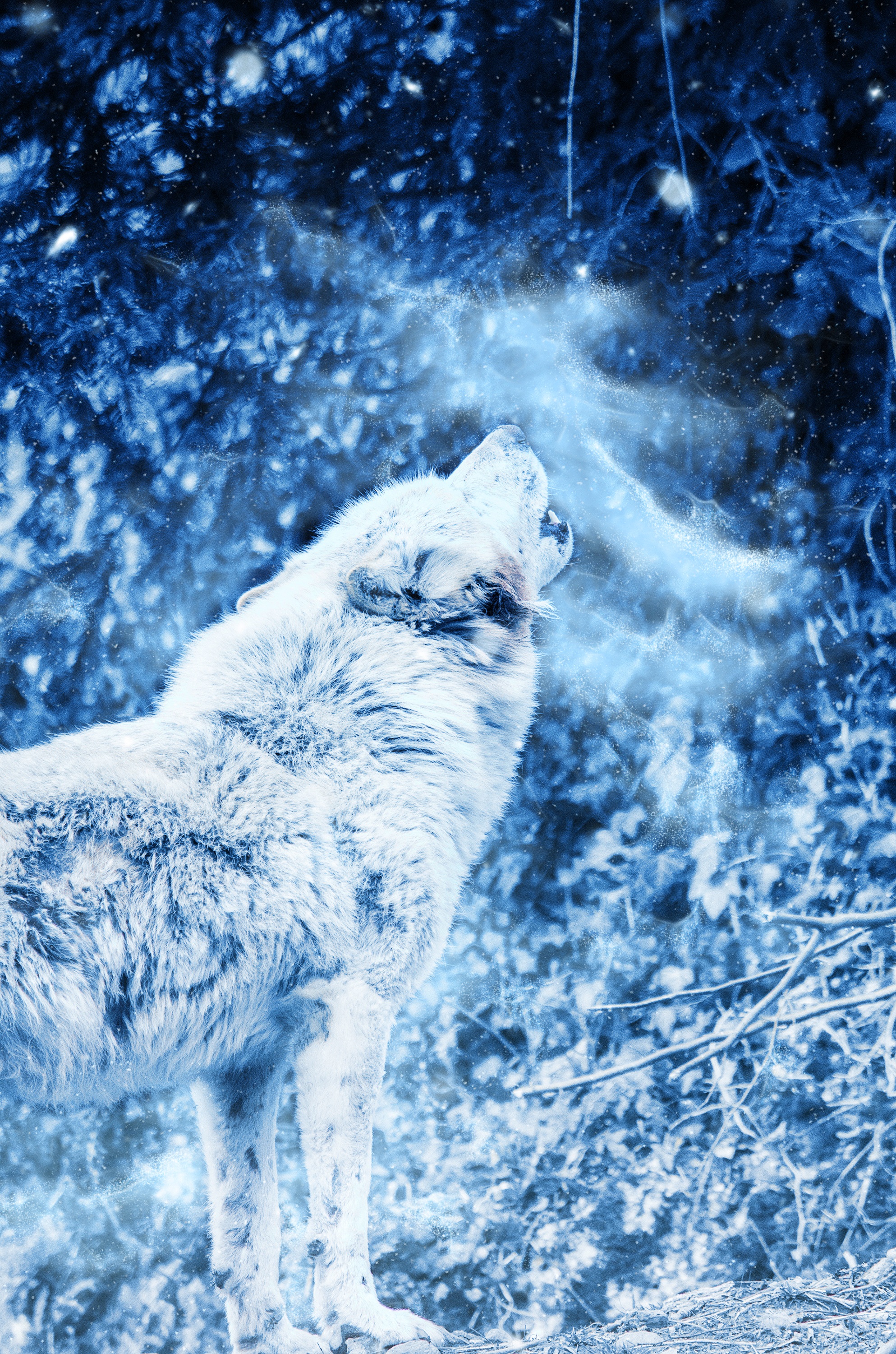 78312 скачать картинку вой, волк, туман, одиночество, хищник, животные - обои и заставки бесплатно