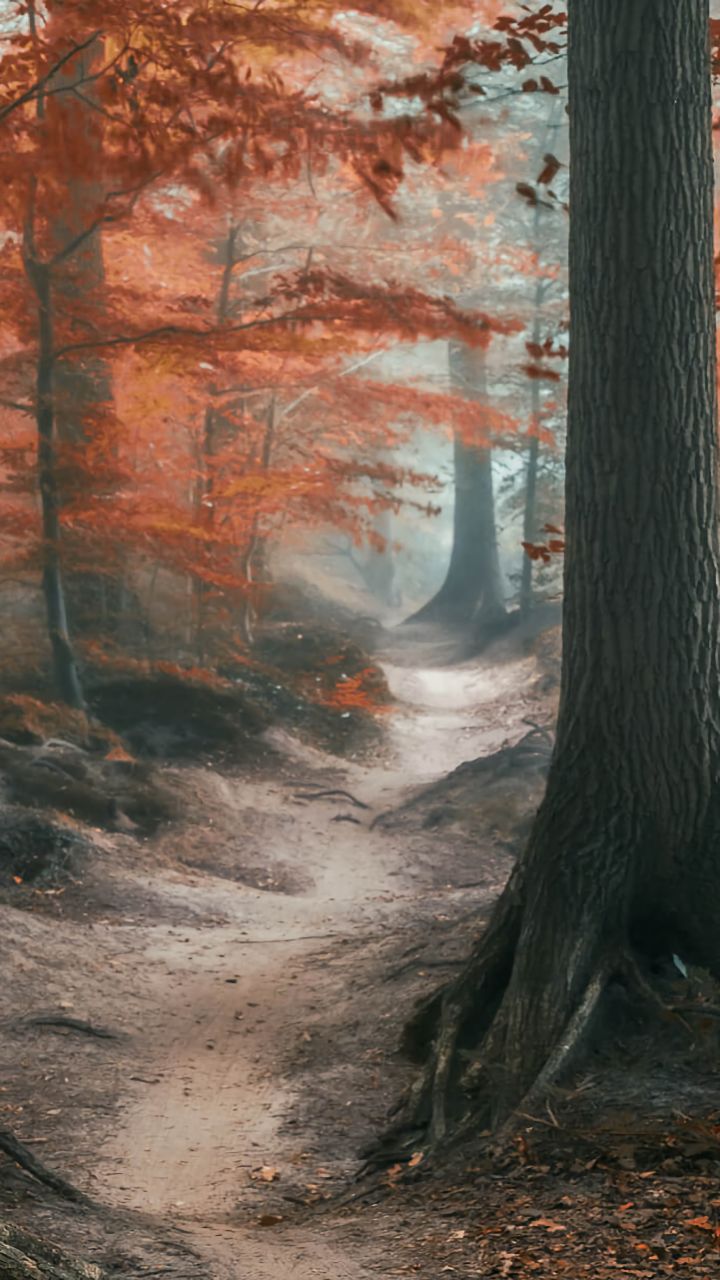 Download mobile wallpaper Forest, Fall, Earth, Path for free.