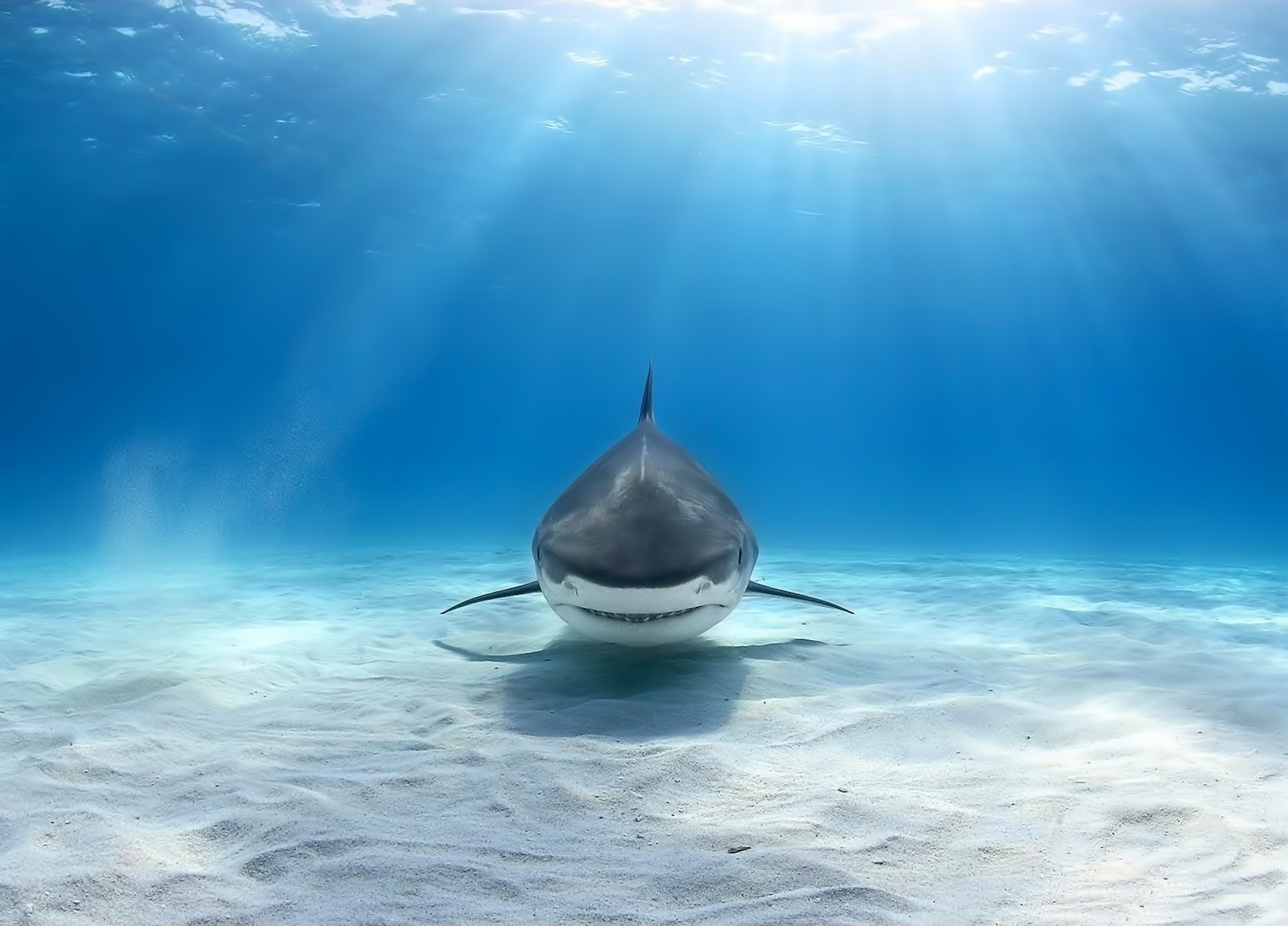 Téléchargez gratuitement l'image Animaux, Requin, Les Requins sur le bureau de votre PC