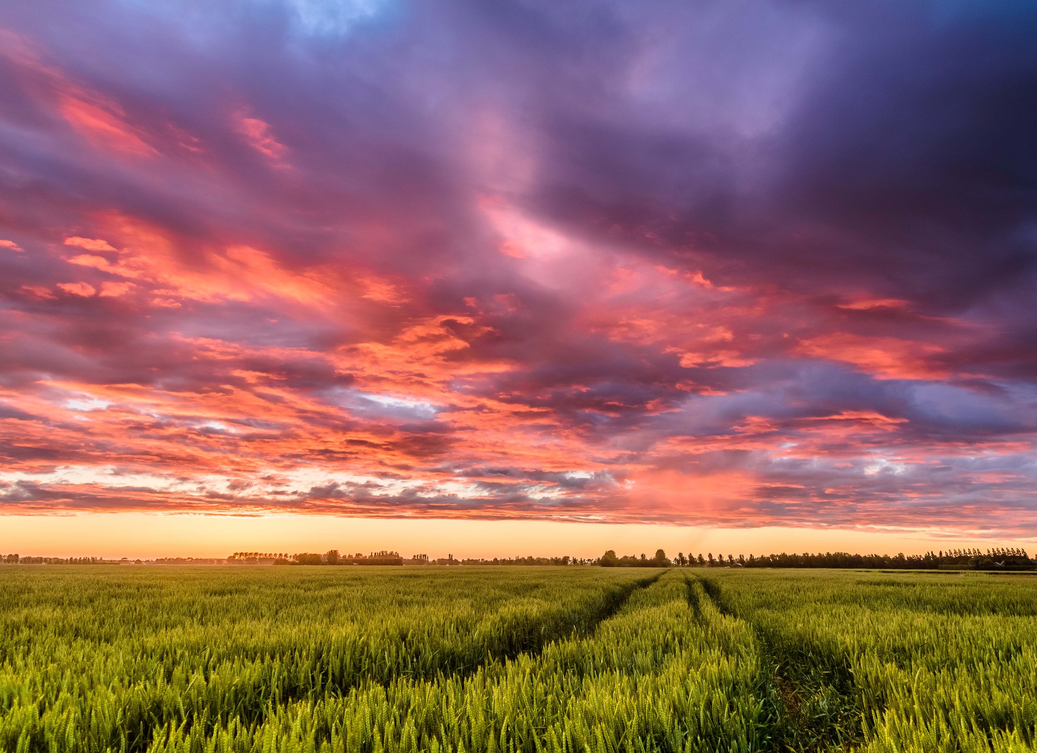 Download mobile wallpaper Sky, Summer, Wheat, Earth, Field, Cloud for free.