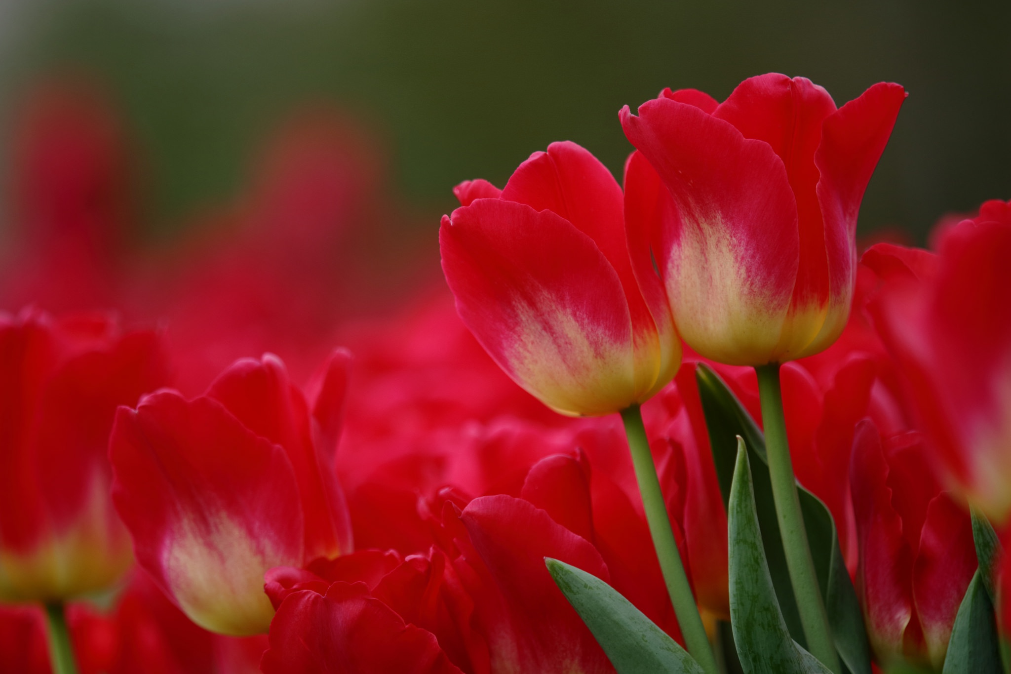 Descarga gratis la imagen Naturaleza, Flores, Flor, De Cerca, Tulipán, Flor Roja, Tierra/naturaleza en el escritorio de tu PC