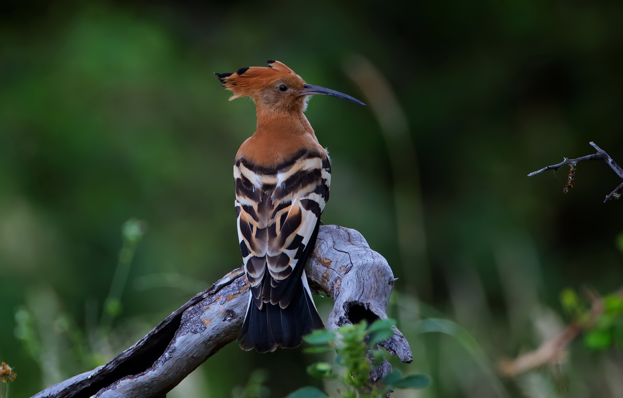 Free download wallpaper Birds, Bird, Animal, Hoopoe on your PC desktop