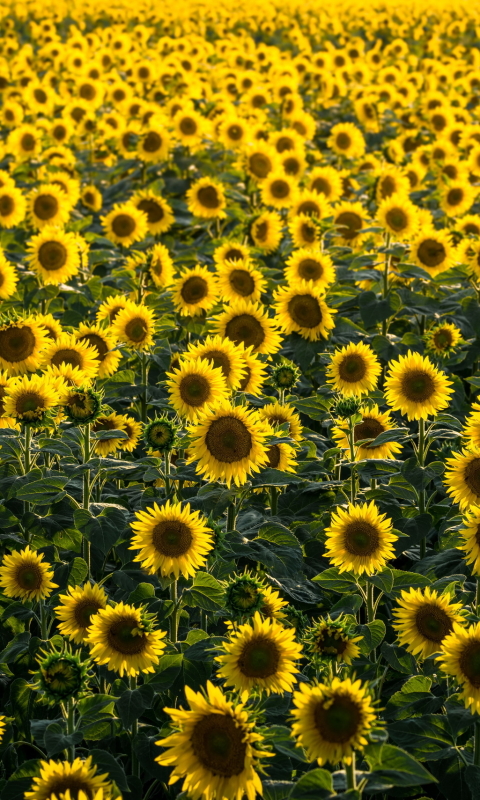 Download mobile wallpaper Nature, Flowers, Summer, Flower, Earth, Field, Sunflower, Yellow Flower for free.