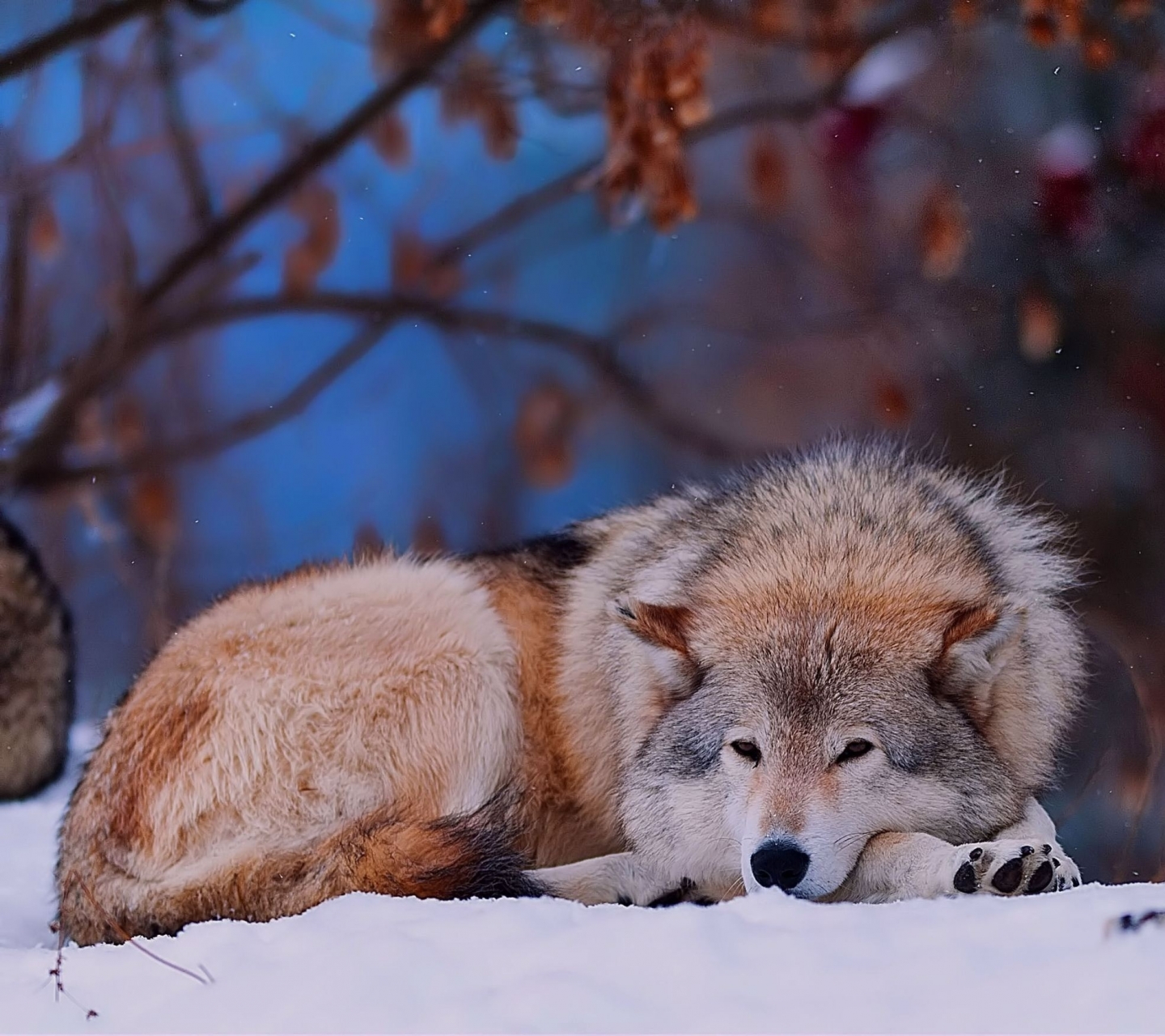 Téléchargez gratuitement l'image Animaux, Loup, Wolves sur le bureau de votre PC