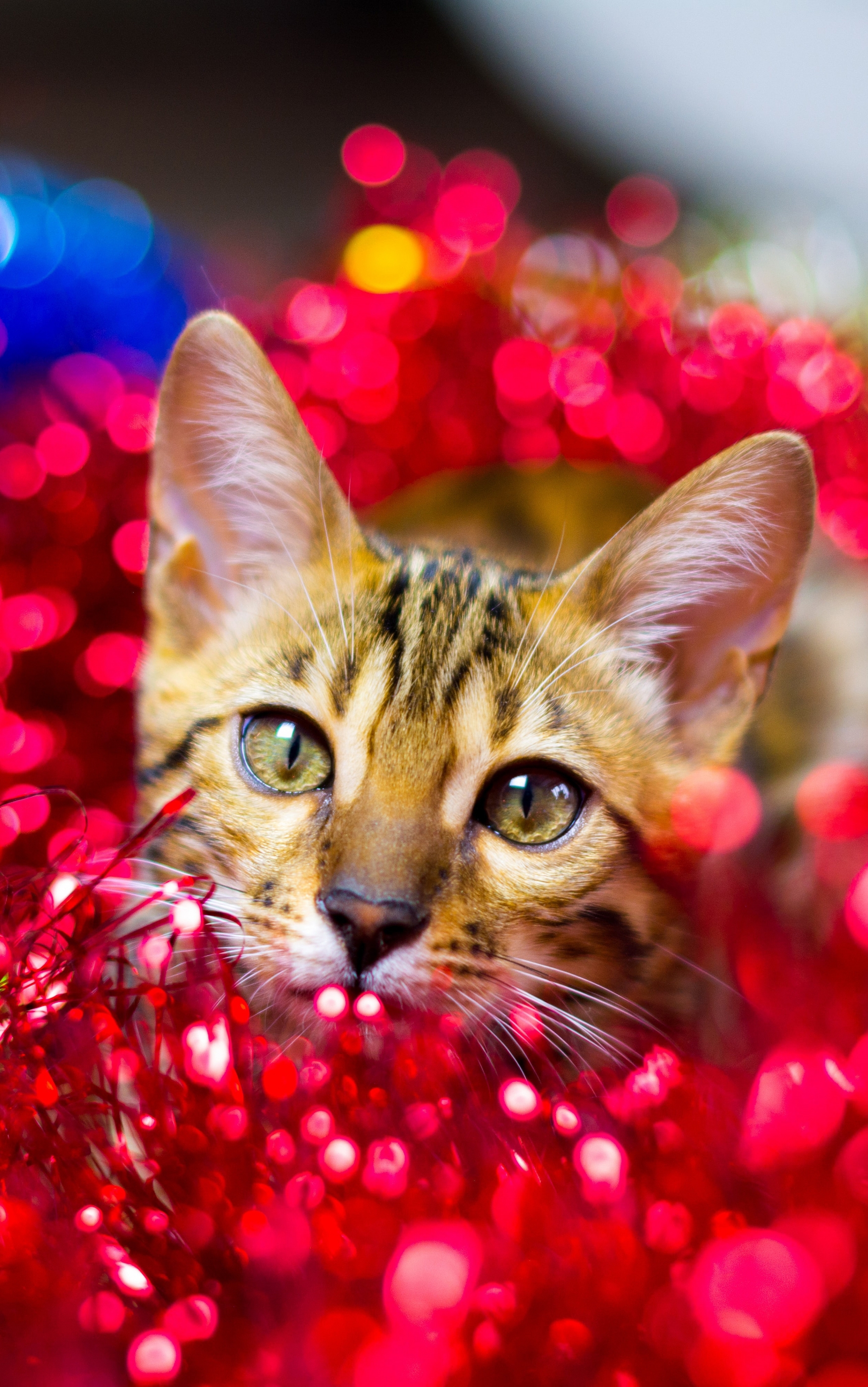 Download mobile wallpaper Cats, Cat, Animal, Bokeh for free.