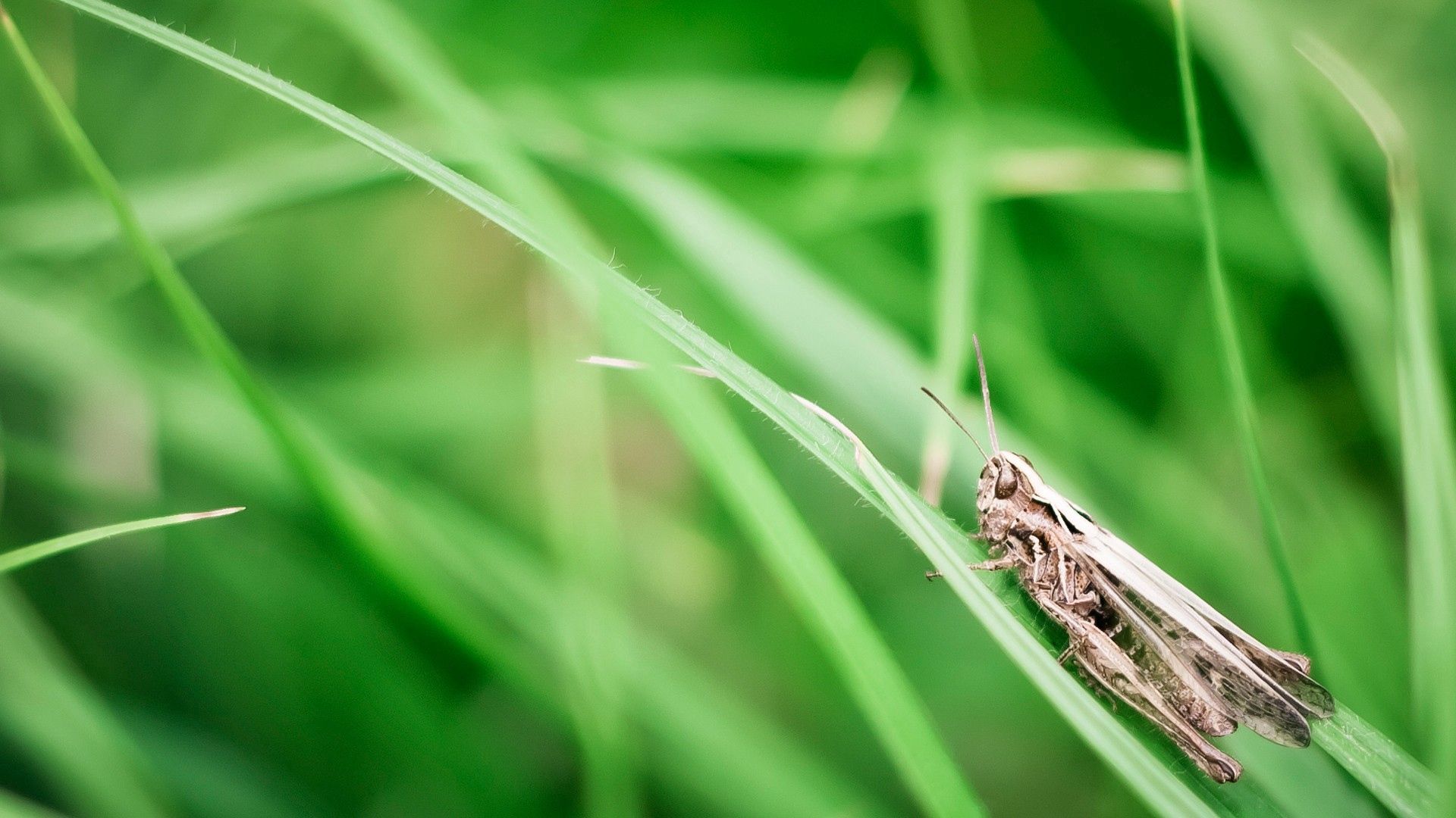 Free download wallpaper Grass, Macro, Sit, Insect, Grasshopper on your PC desktop