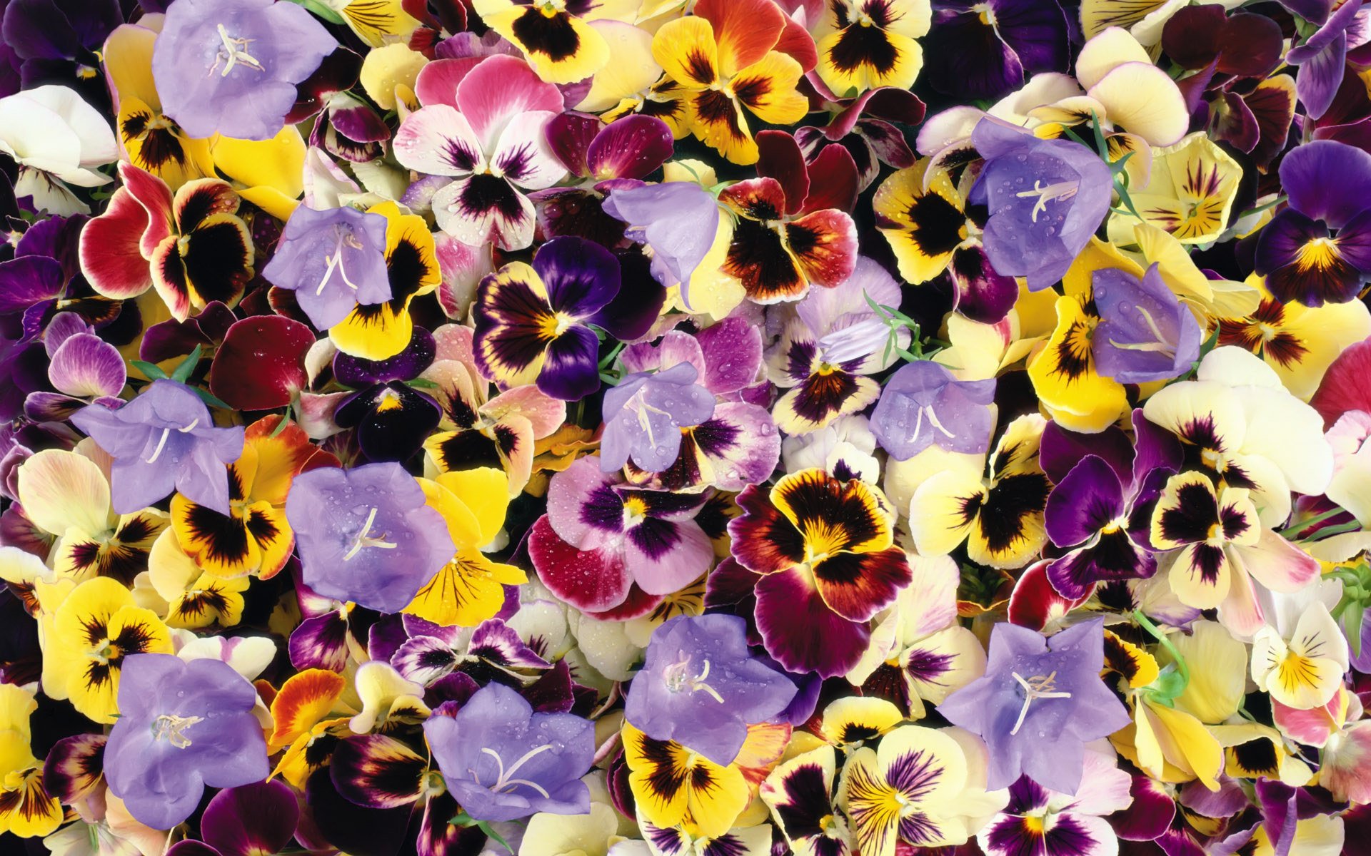 無料モバイル壁紙フラワーズ, パンジー, 花, 閉じる, 地球, 黄色い花, 紫色の花をダウンロードします。