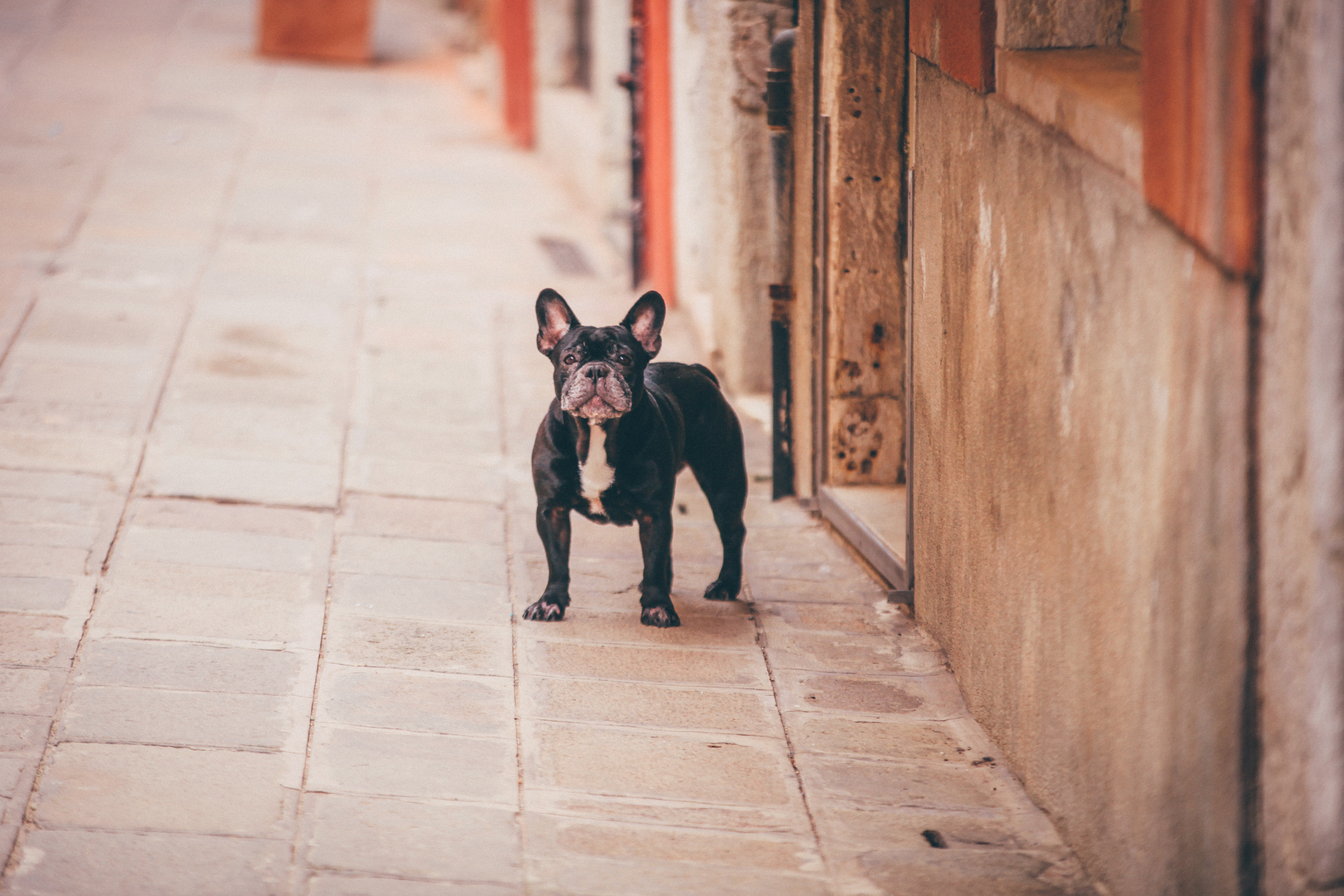 Download mobile wallpaper Animals, Dog, Street, French Bulldog for free.