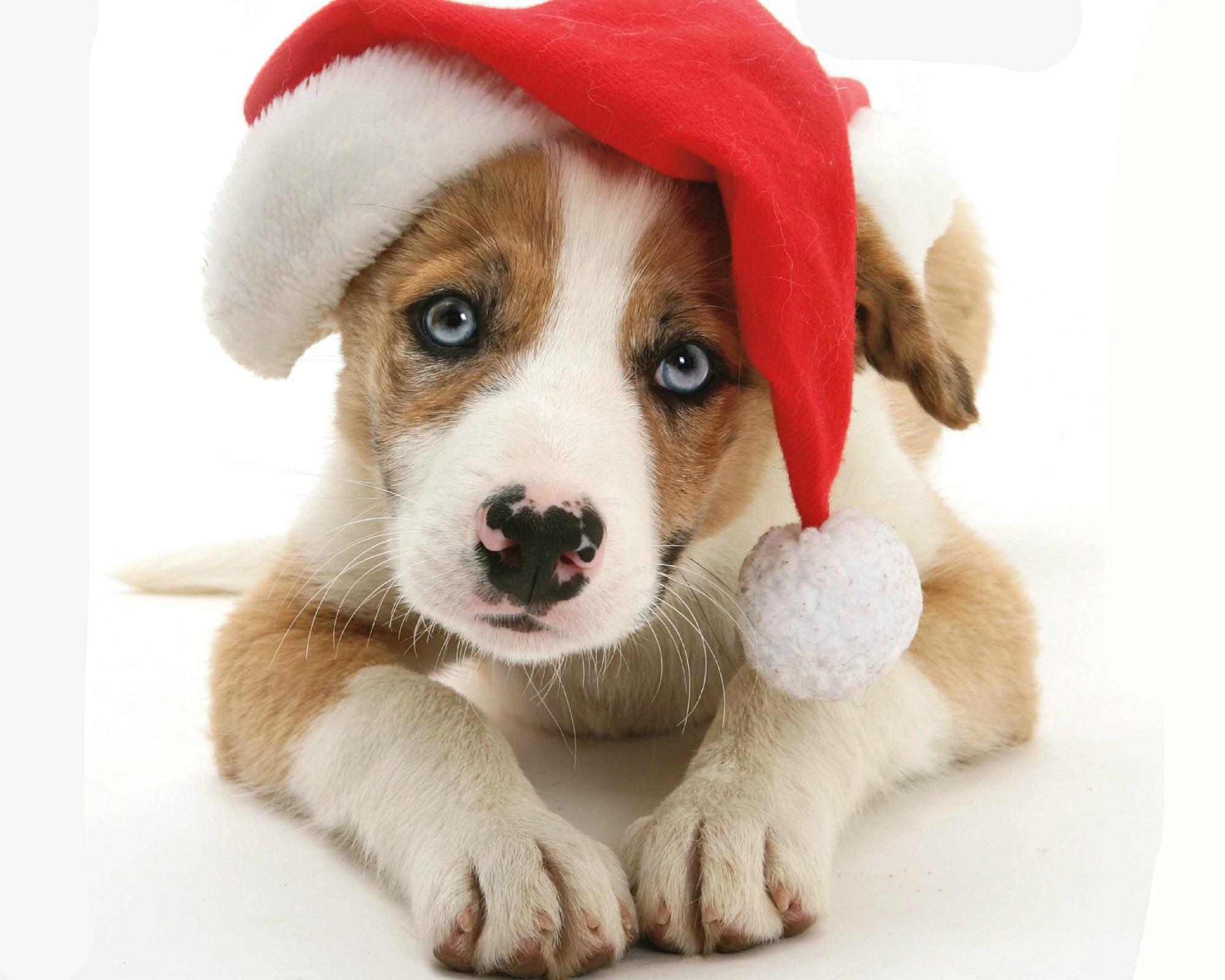Baixar papel de parede para celular de Animais, Cães, Natal, Cão, Focinho, Fofo, Filhote, Gorro Do Papai Noel gratuito.