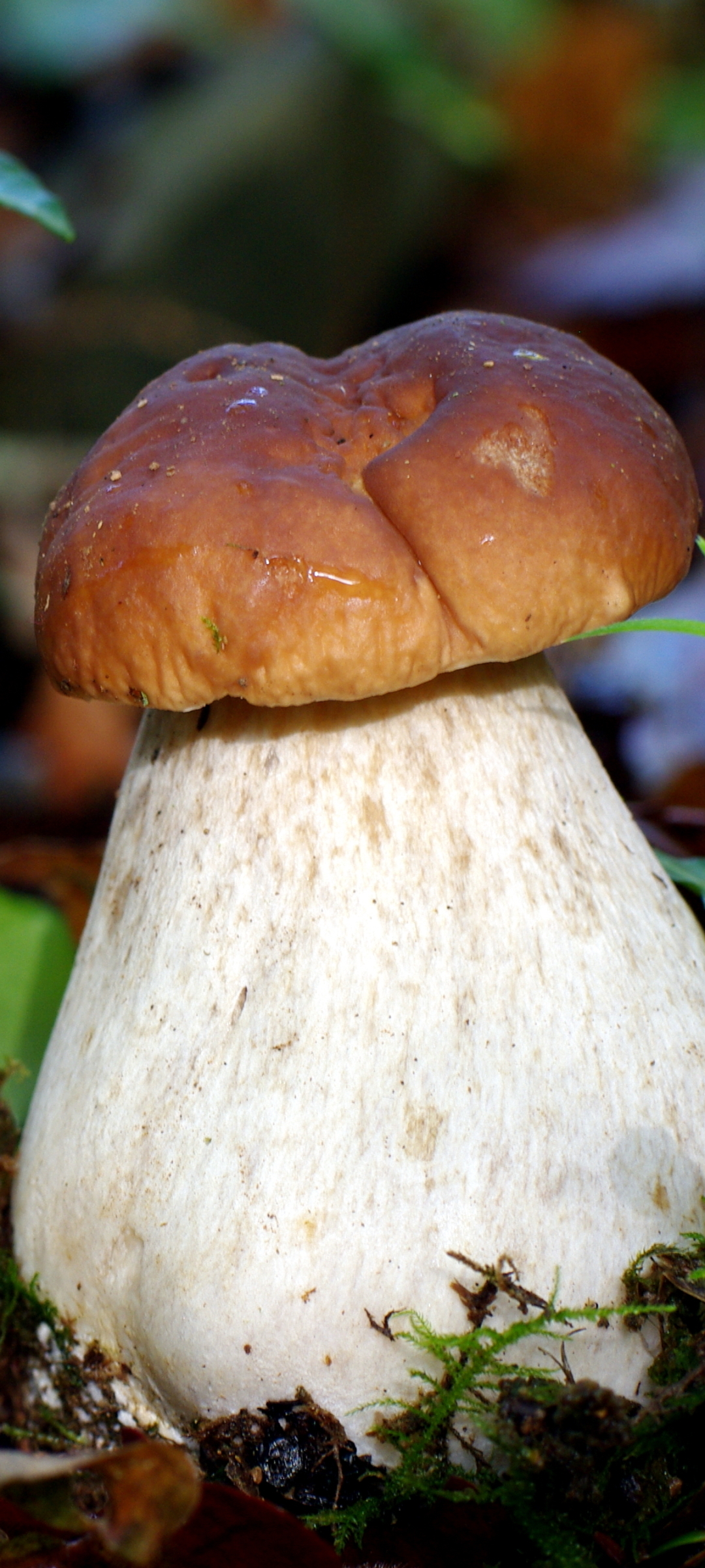 Download mobile wallpaper Earth, Mushroom for free.