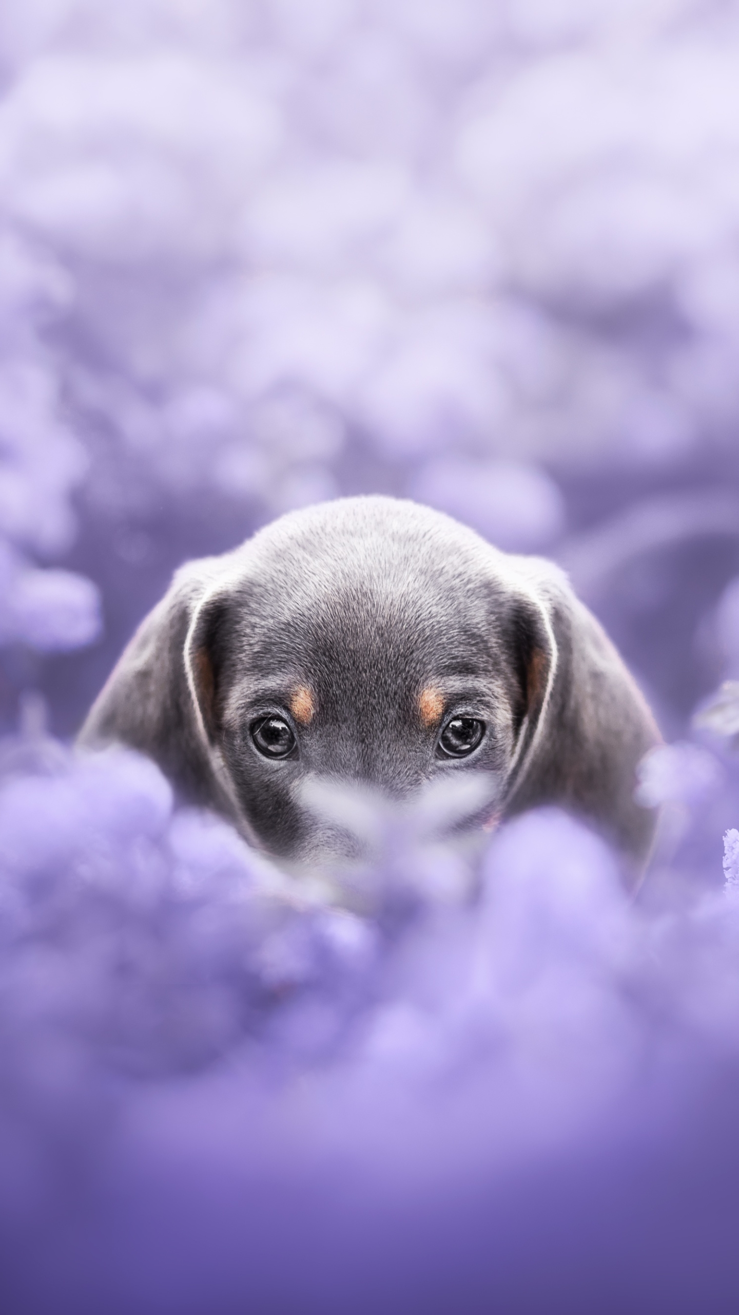 Free download wallpaper Dogs, Dog, Animal, Puppy, Dachshund, Purple Flower, Baby Animal on your PC desktop