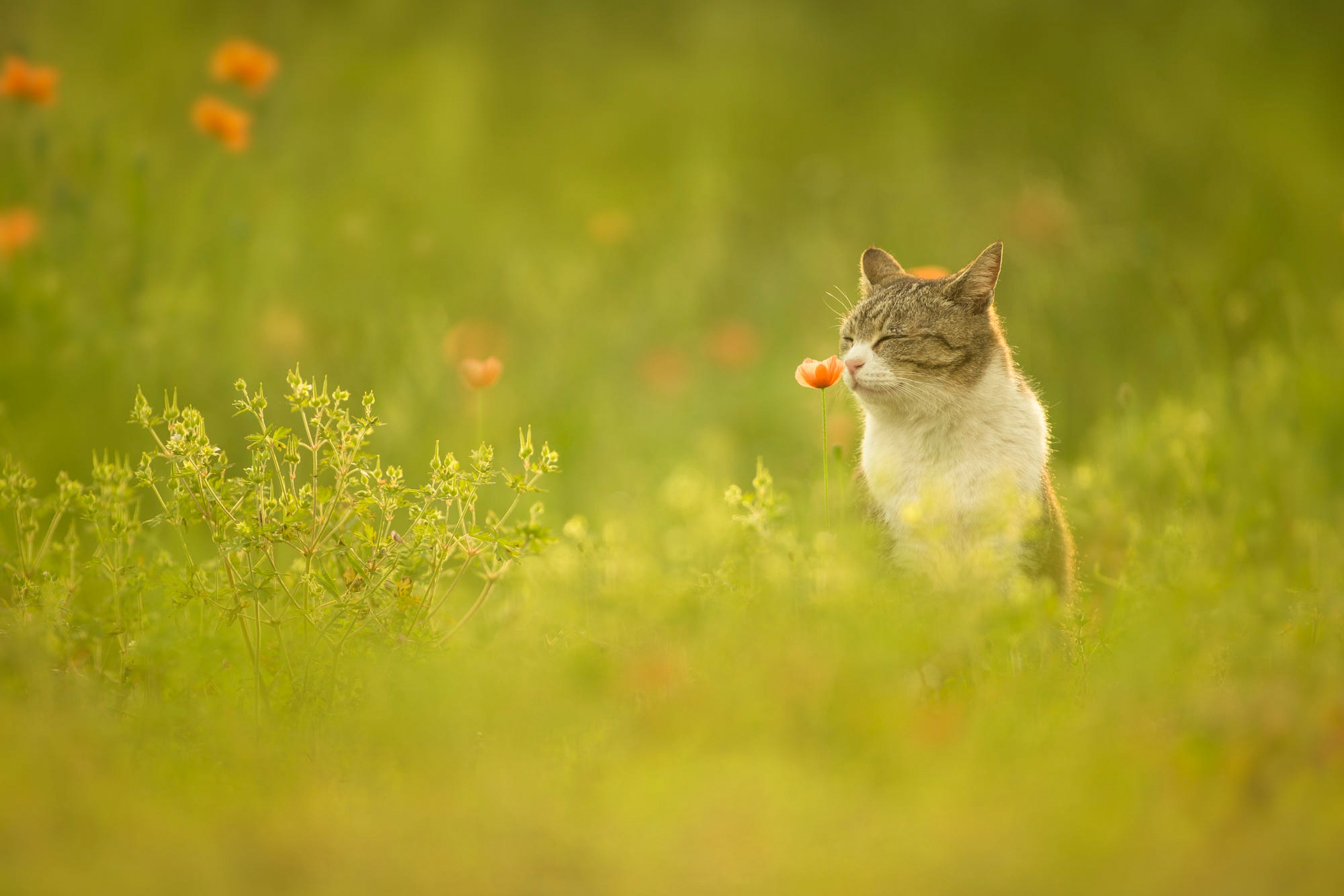 PCデスクトップに動物, ネコ, 猫画像を無料でダウンロード