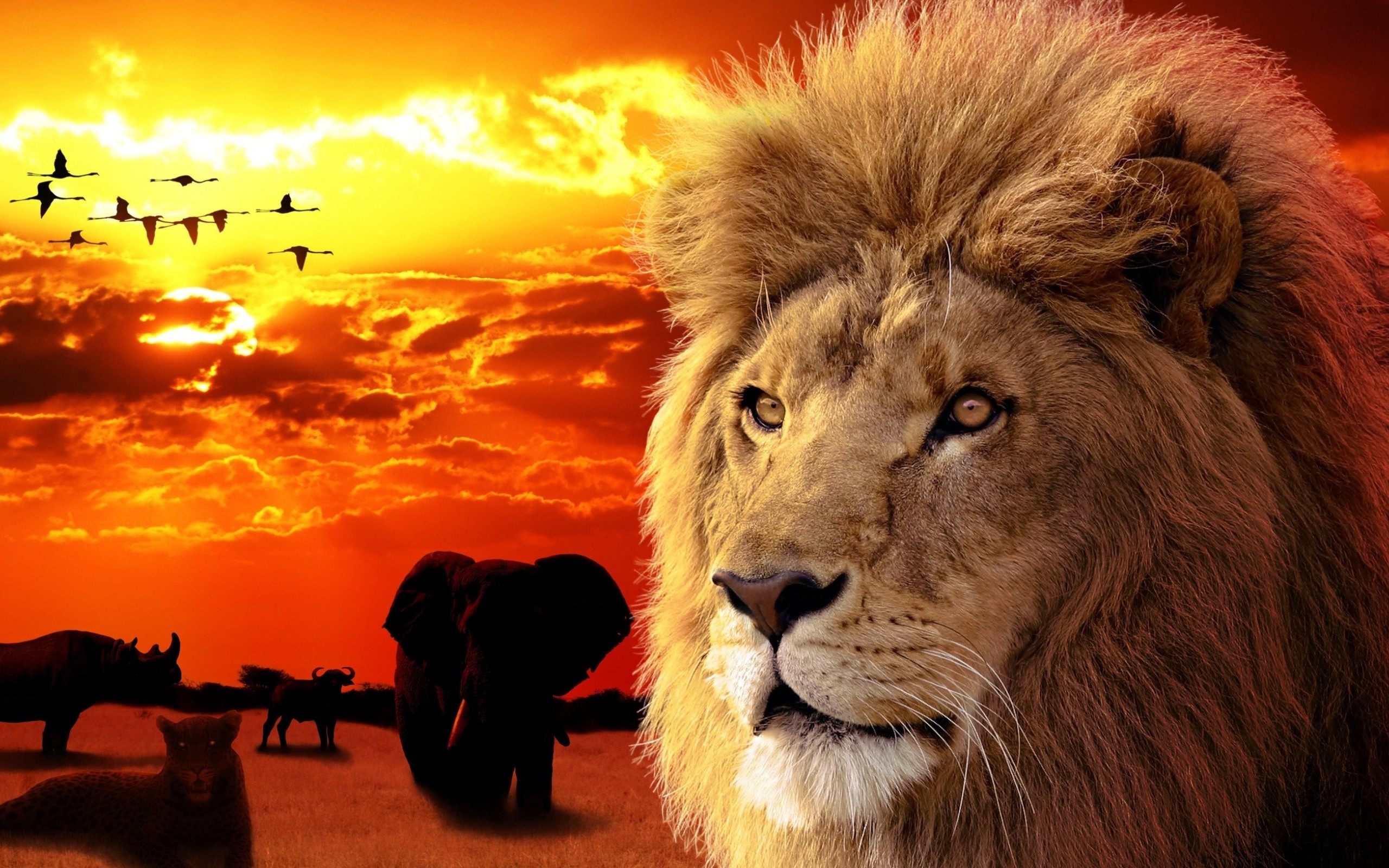 342977壁紙のダウンロード動物, ライオン, 象, 日没, 猫-スクリーンセーバーと写真を無料で